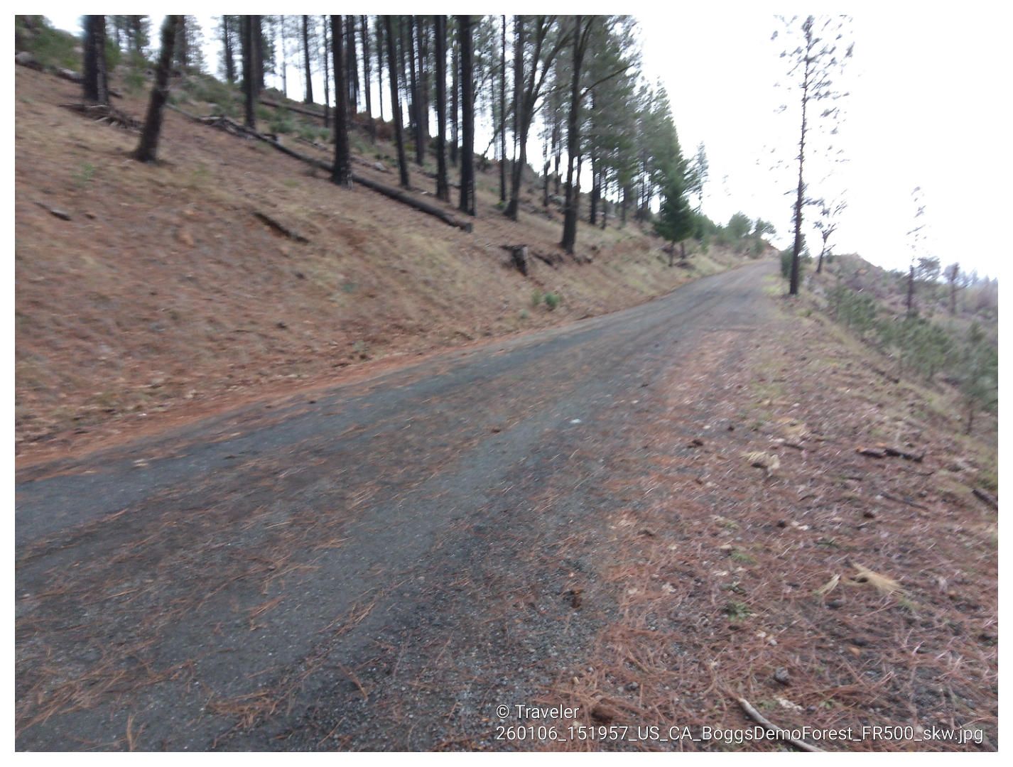 Gravel road on a steep, dry hillside with tall pine trees, overcast day. - Boggs Mountain Loop