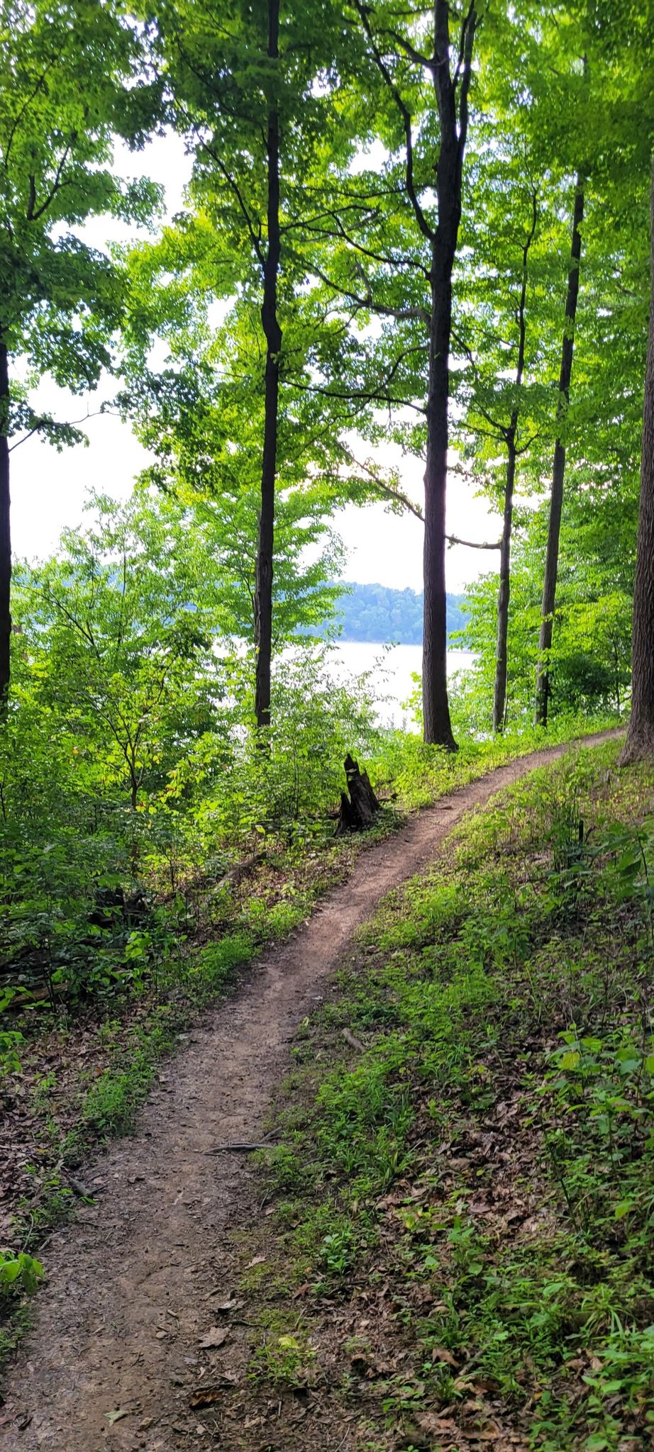 A dirt path winds through a green forest towards a bright lake. - East Fork Long Loop