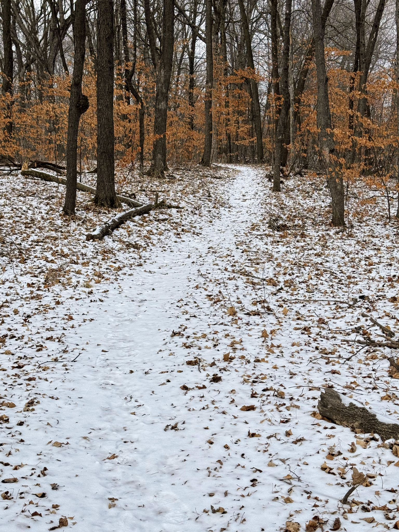 Snowy path through a winter forest with bare trees and scattered brown leaves. - Wolsfeld Woods Scientific Natural Area loop