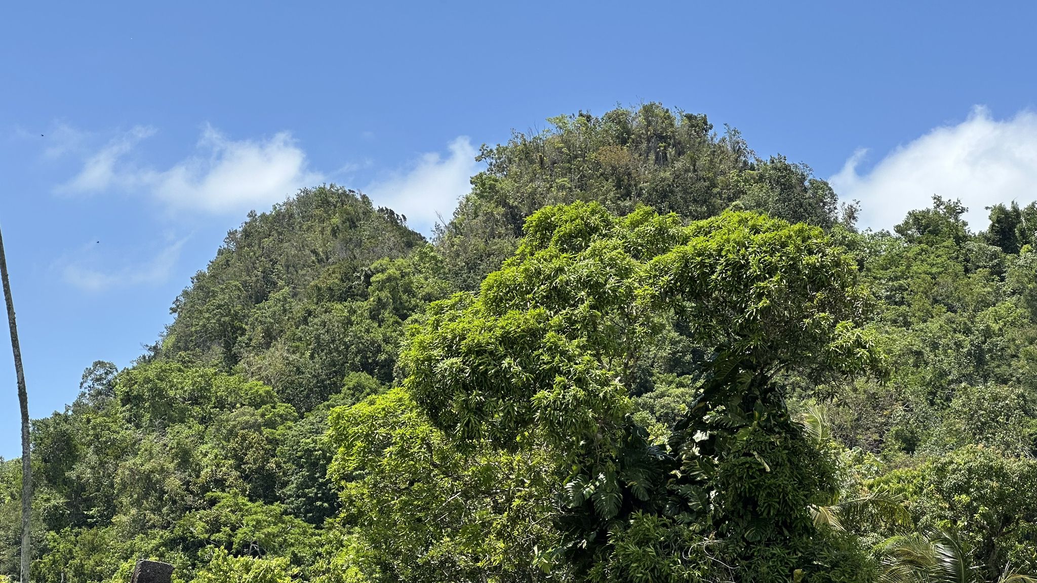 View of a typical cockpit hill (made of porous limestone)
