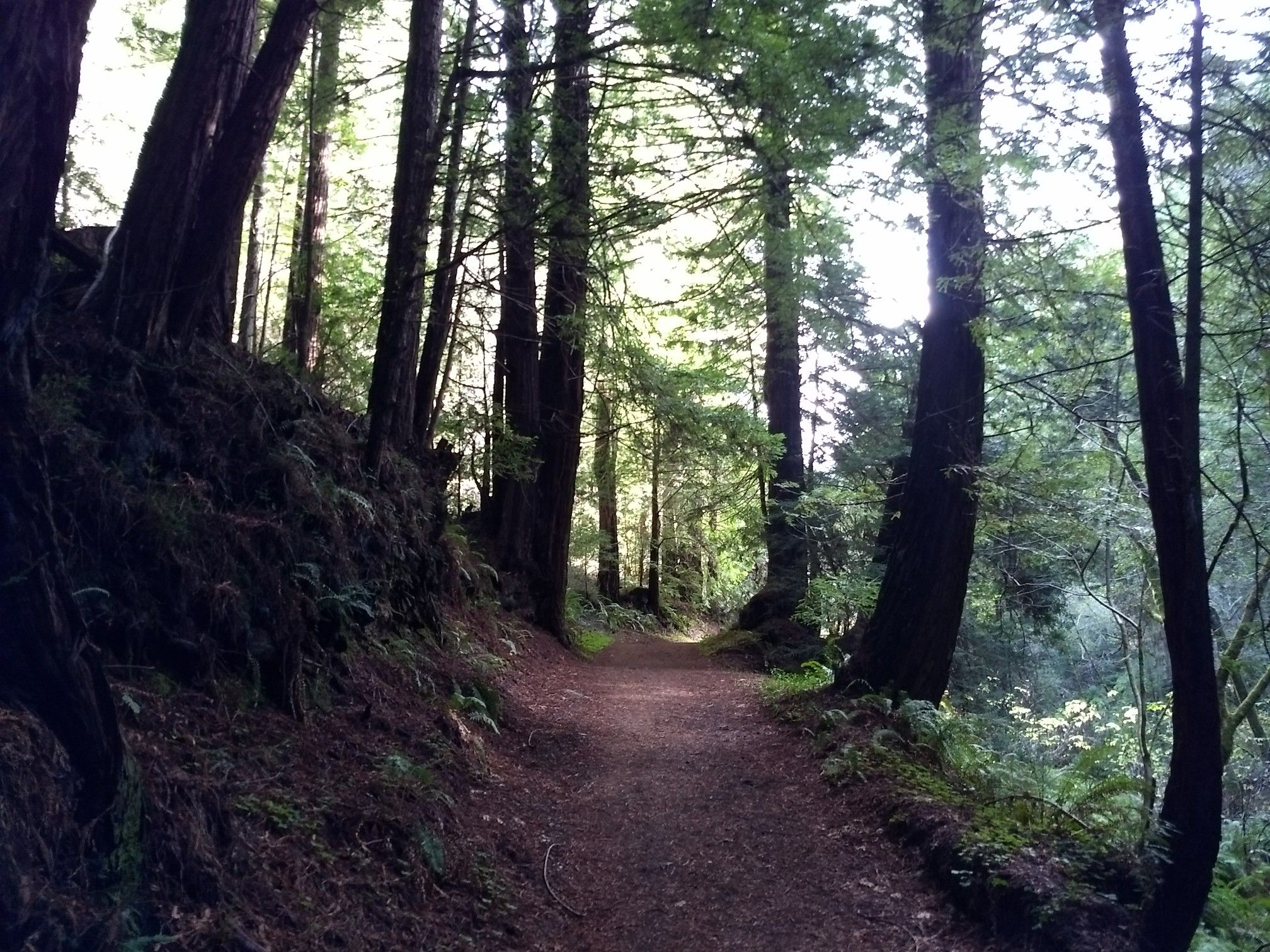A shaded dirt path winding through a dense forest of tall, dark trees. - Purisima Creek, Grabtown Gulch, and Borden Hatch Mill Loop
