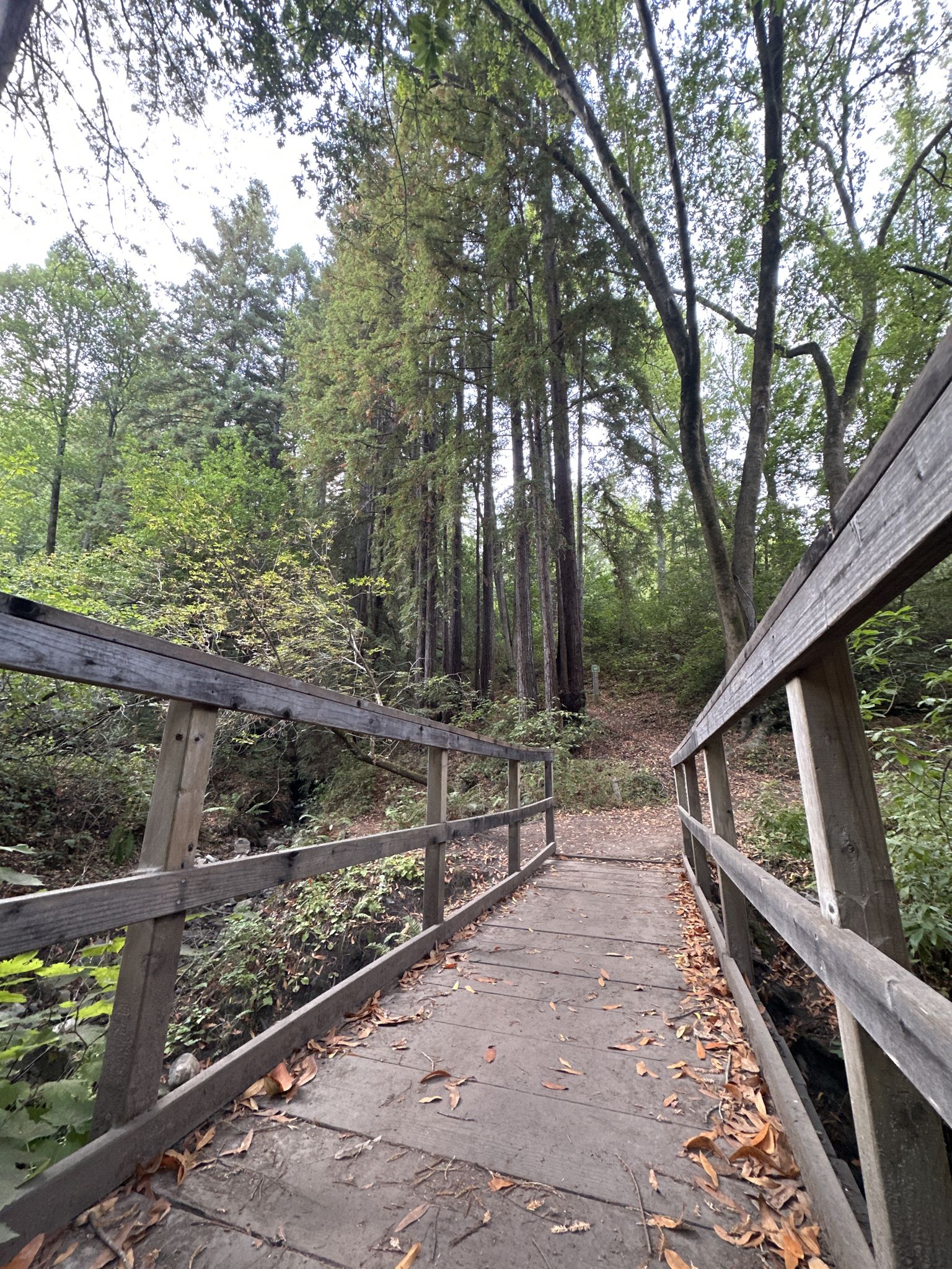 Wooden footbridge covered in fallen leaves leading into a dense forest. - Fern Trail – Horse Trough Spring loop from Santa Cruz