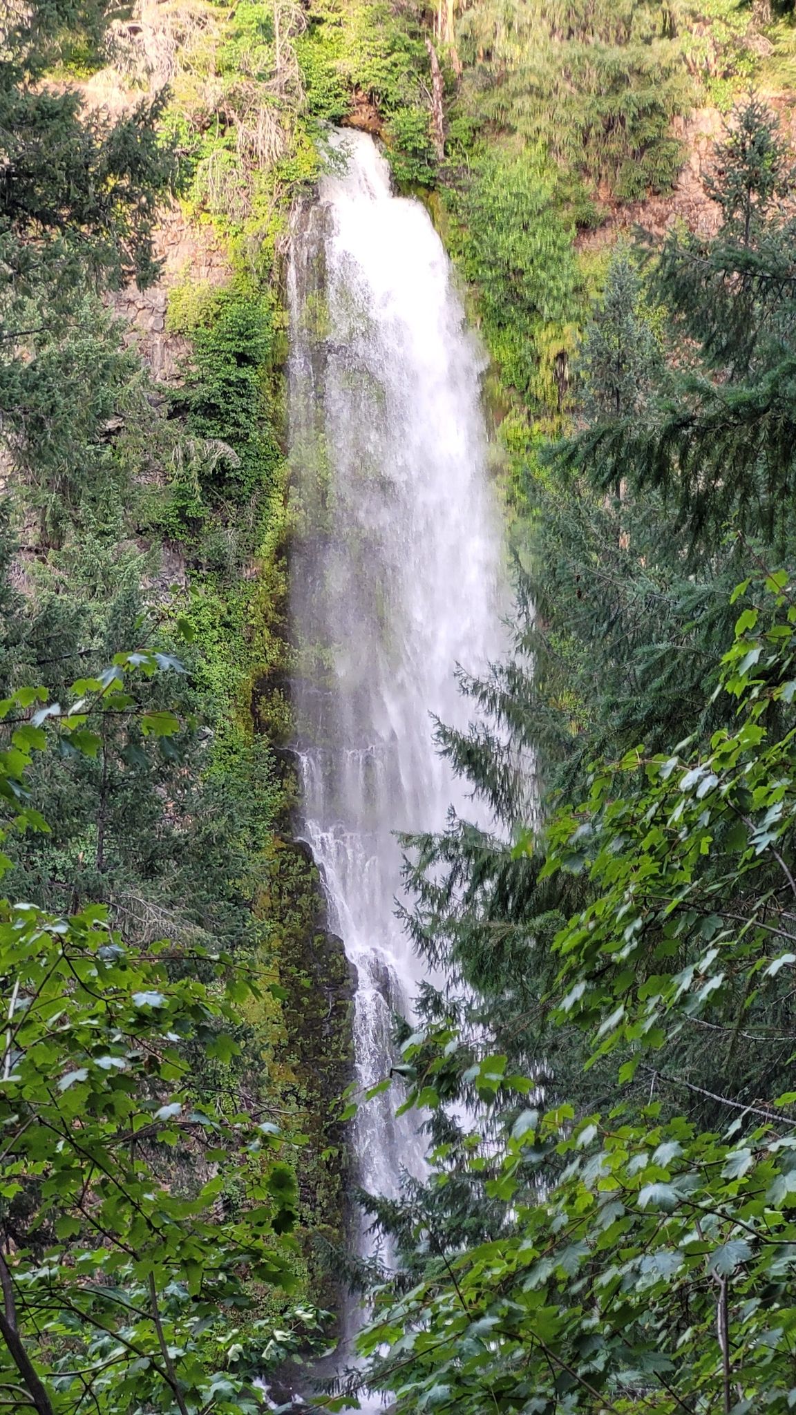 Majestic waterfall surrounded by dense green trees and mossy rocks. - Mill Creek and Barr Creek Falls Trail