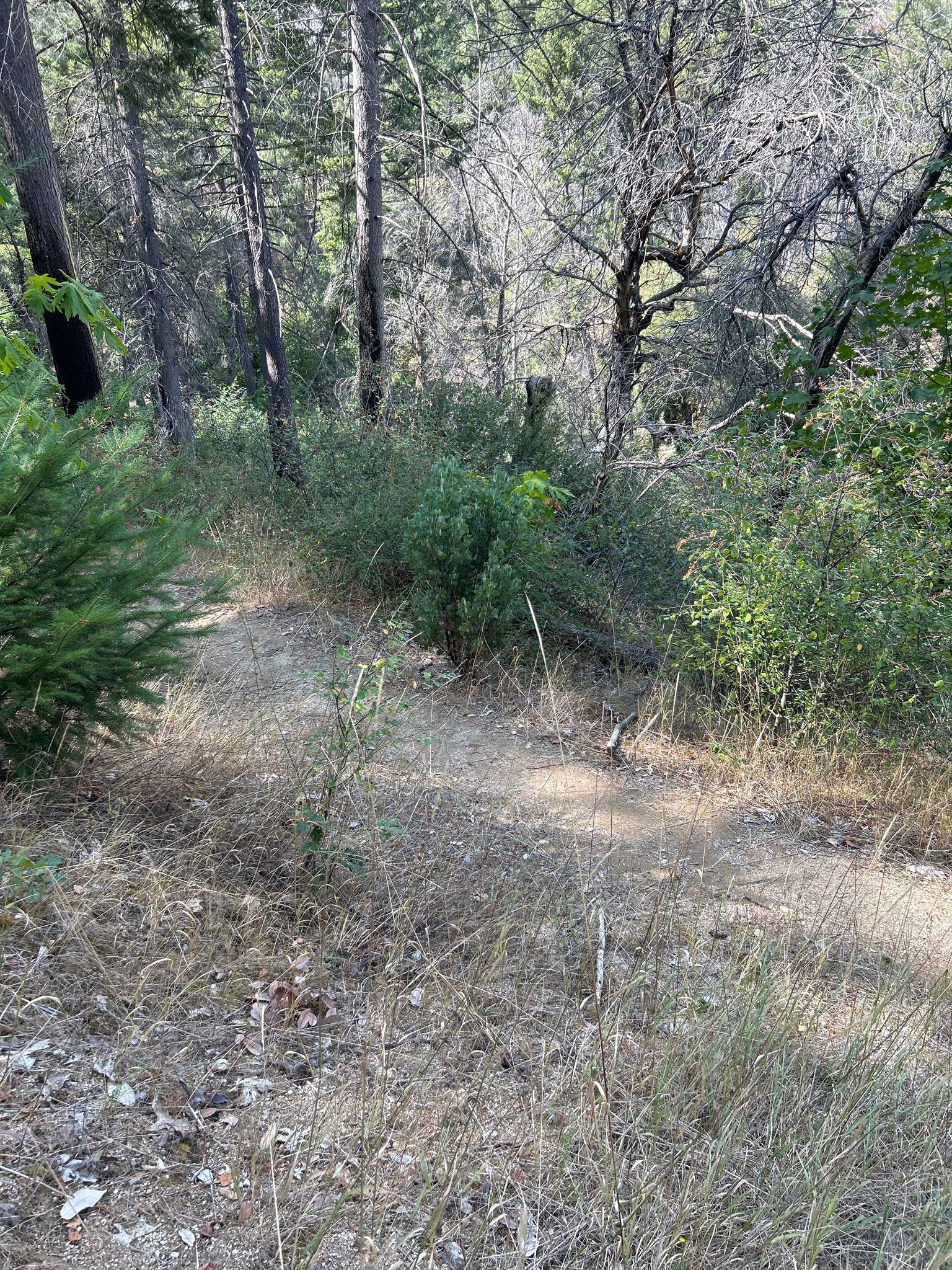 A narrow dirt path leads through dense green bushes in a sunny forest. - Brandy Creek Falls Trail