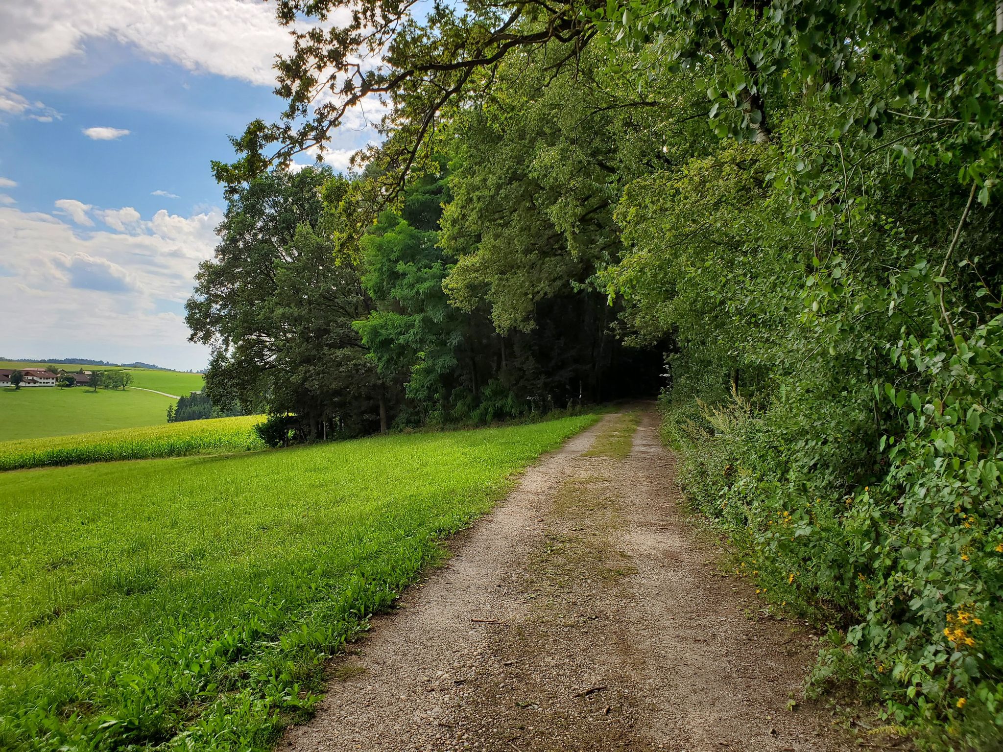 Flotter Raldweg durch den Wald