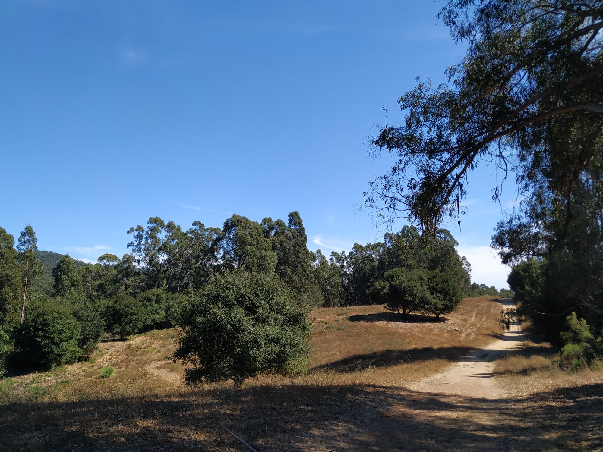 Dirt path through grassy hills with scattered trees under a clear blue sky. - Goldenrod Trail