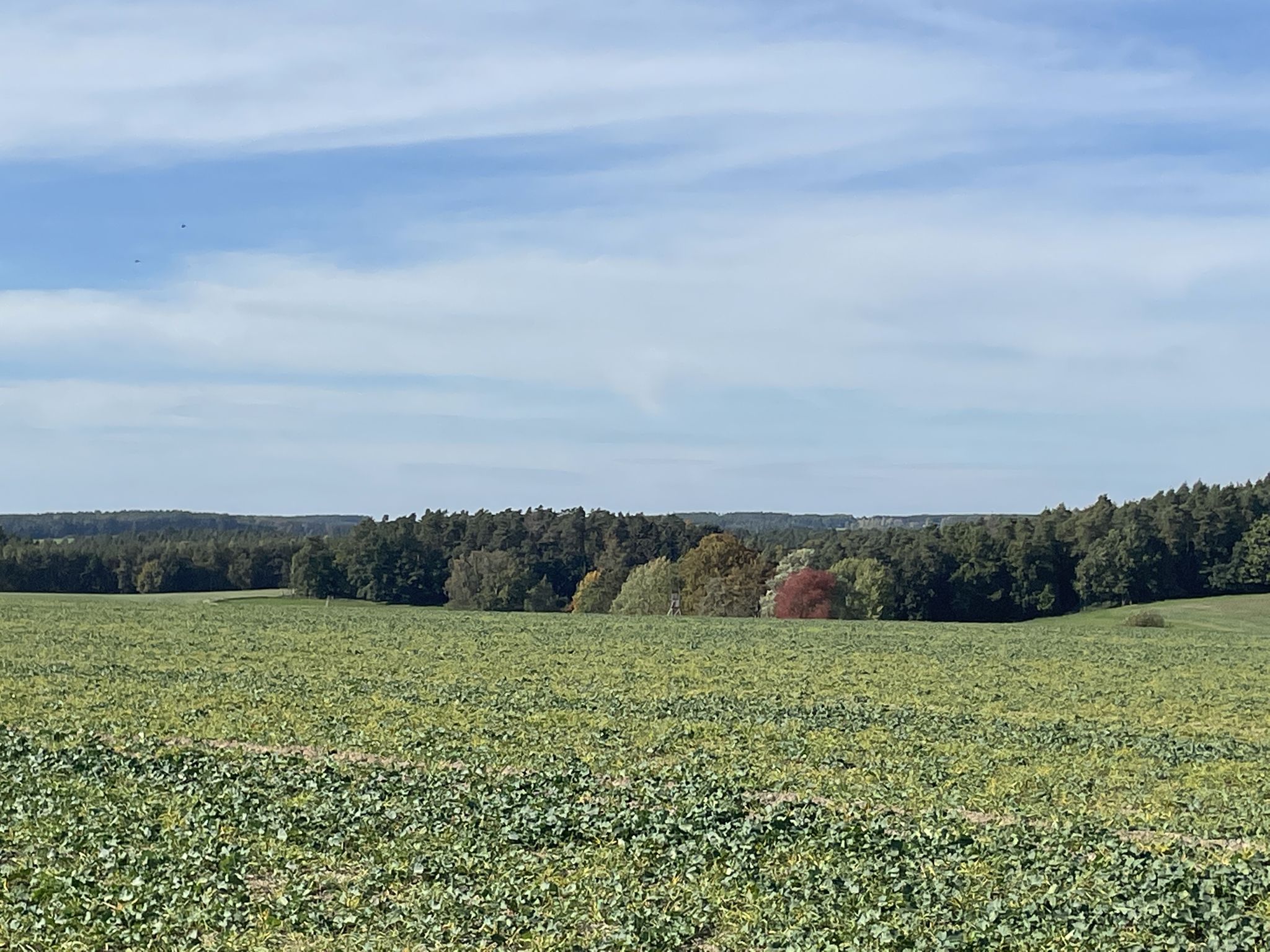 Hintergrund: Tesse