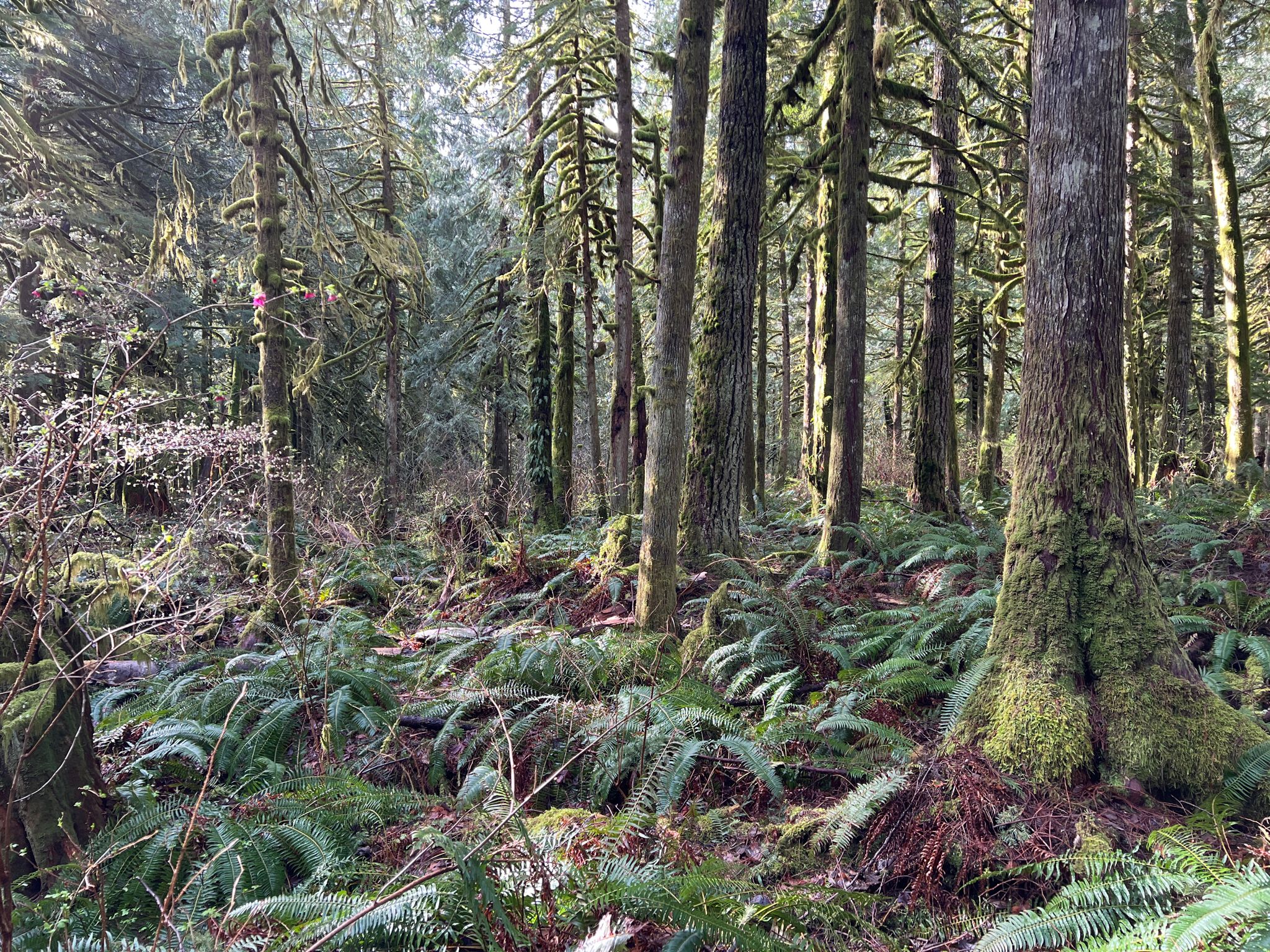 Dense forest floor covered in ferns and mossy tree trunks. - Railroad Grade Trail