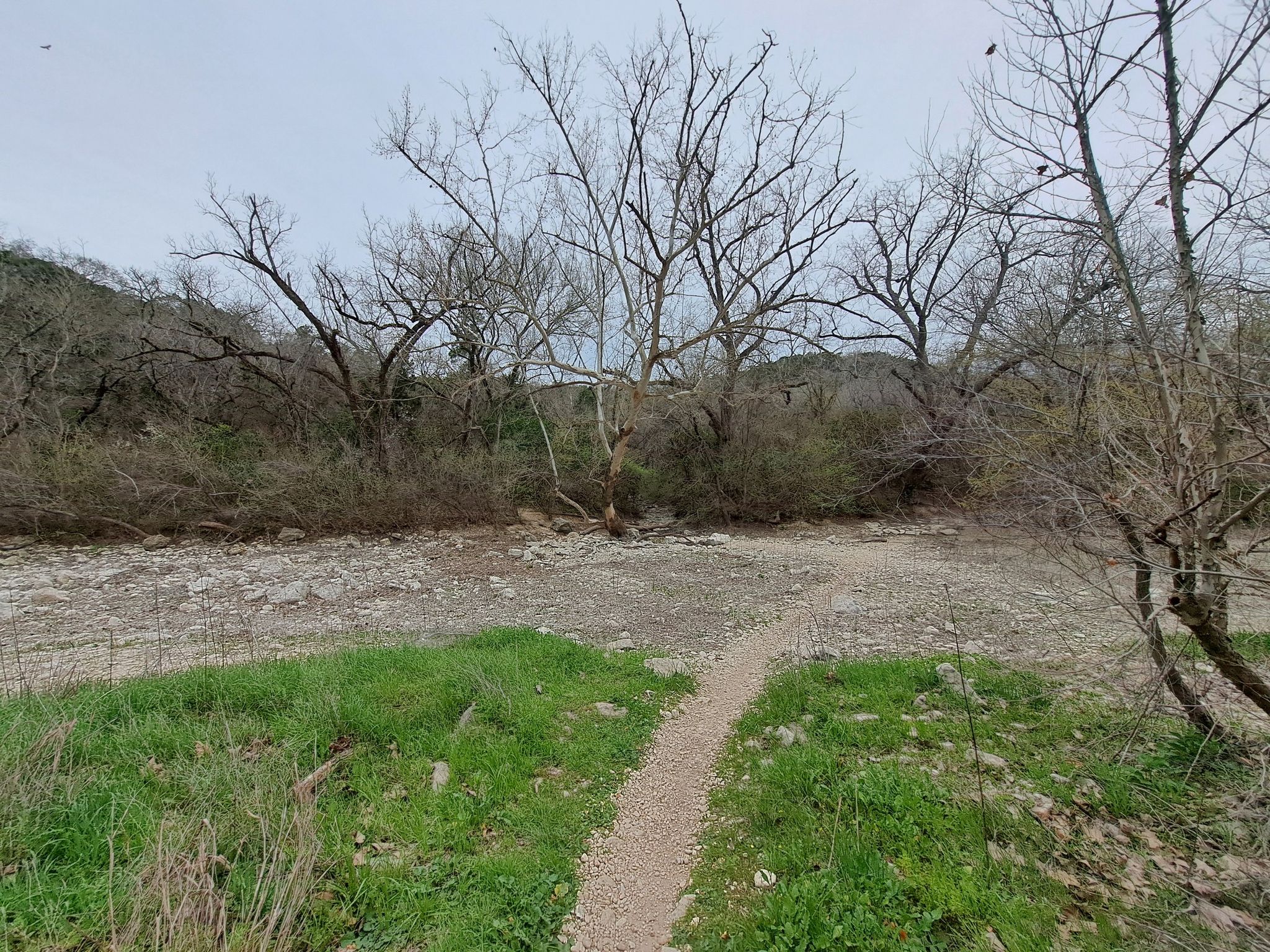 Dirt path leading to a wide, dry riverbed with bare trees. - Barton Creek Greenbelt Trail – Tree With Wooden Ladder loop from Barton Creek Greenbelt