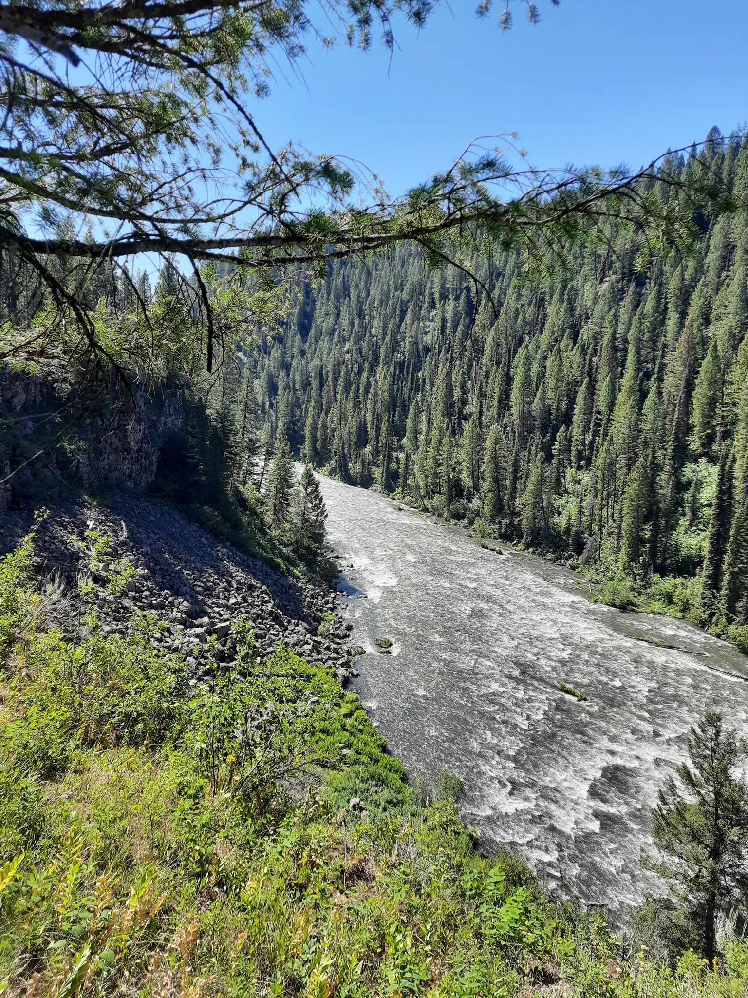 A wide river flows through a deep, heavily forested canyon on a sunny day. - Upper Mesa Falls Boardwalk