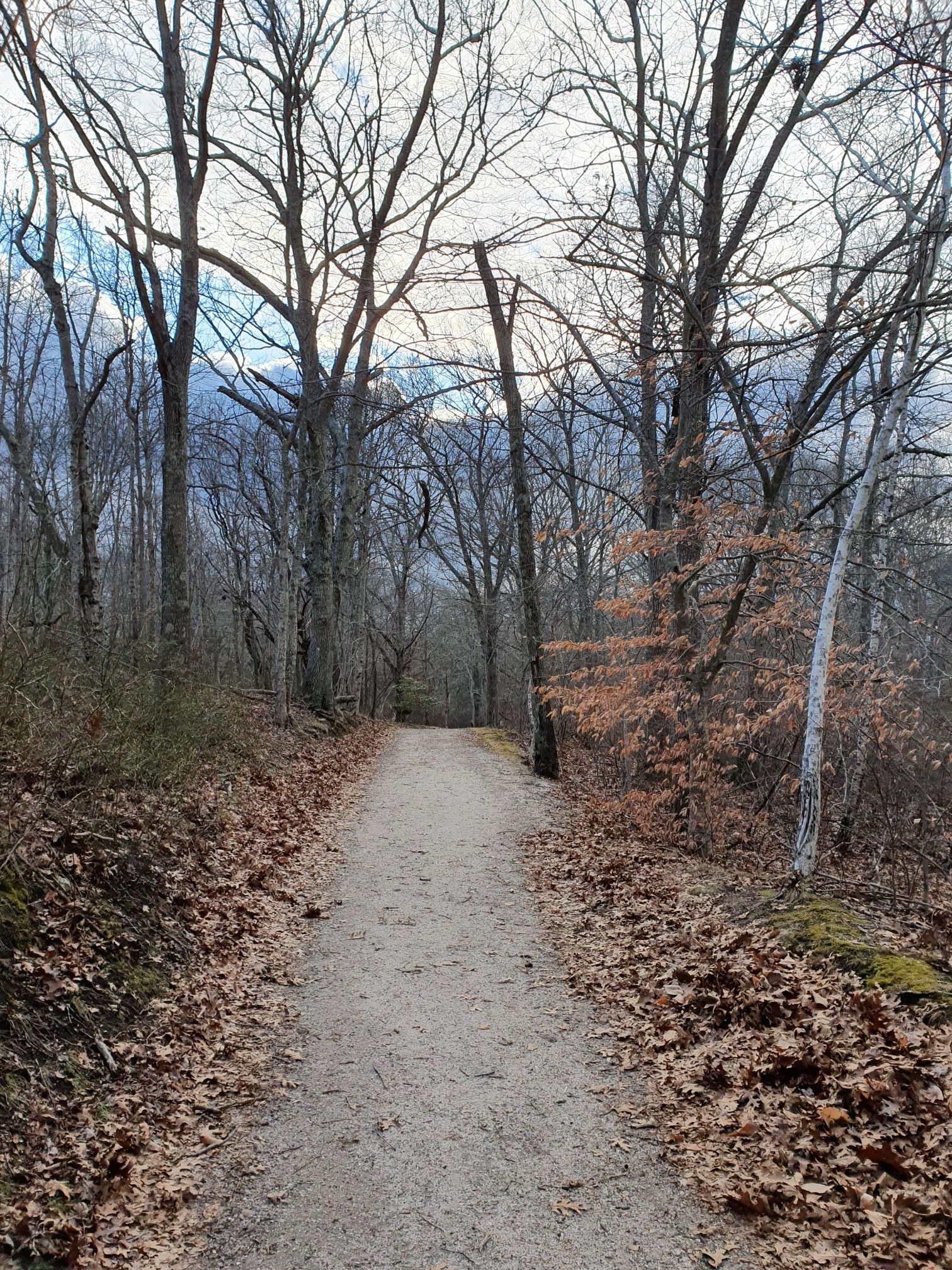 Dirt path through a forest of bare trees with fallen leaves. - Mashomack Red Trail
