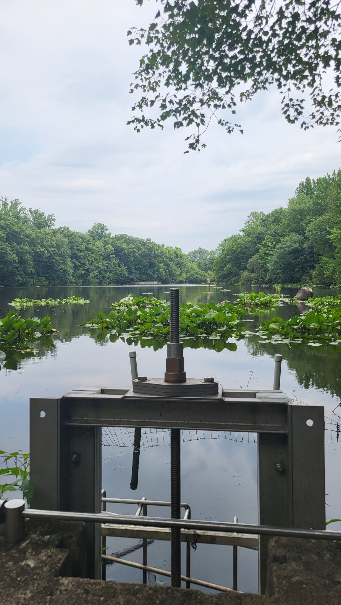 Water control gate overlooking a calm, tree-lined pond with lily pads. - Tenafly Nature Center loop