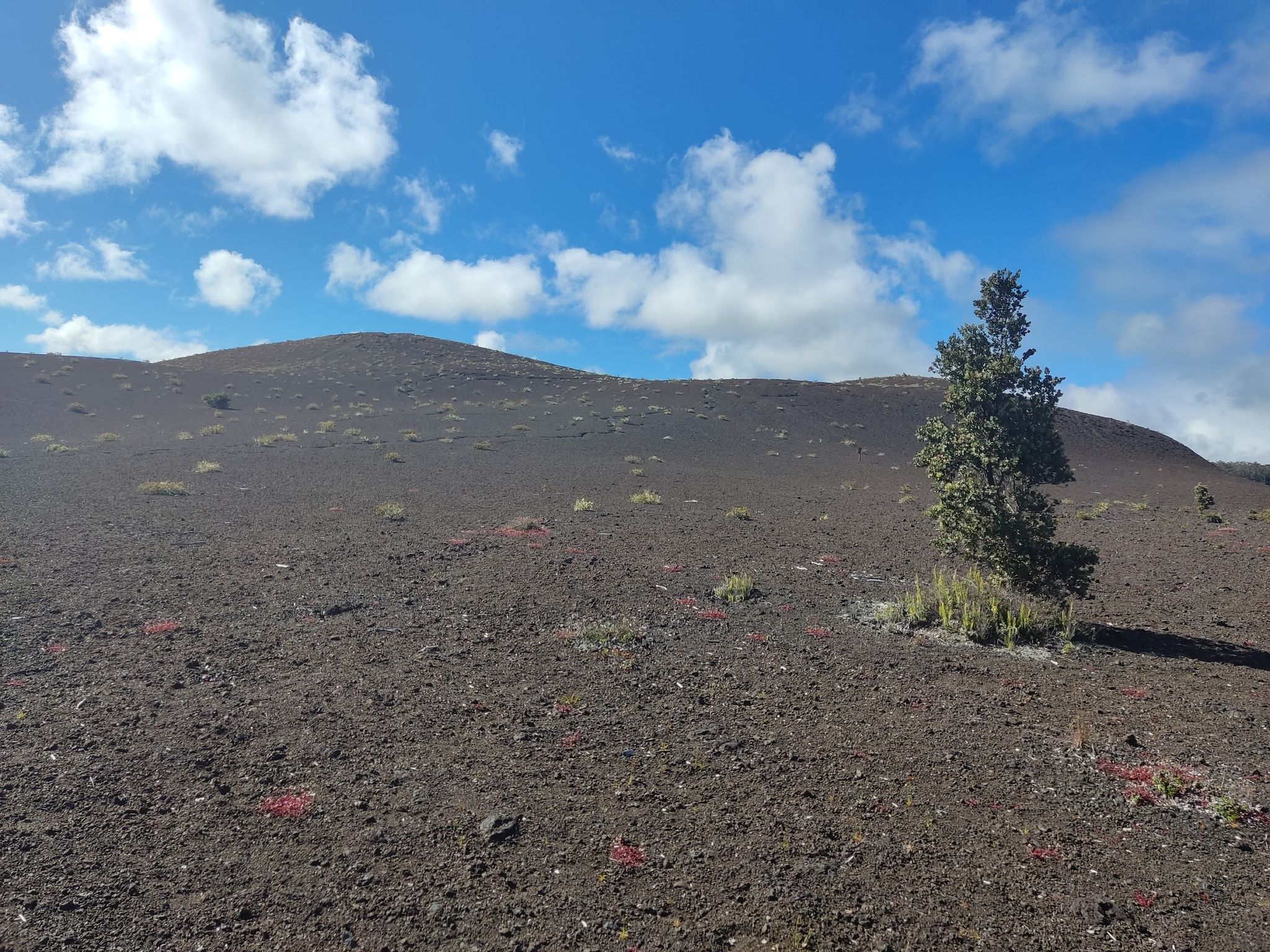 A lone tree stands on dark, rolling hills under a bright sky. - Crater Rim Drive and Devastation Trail