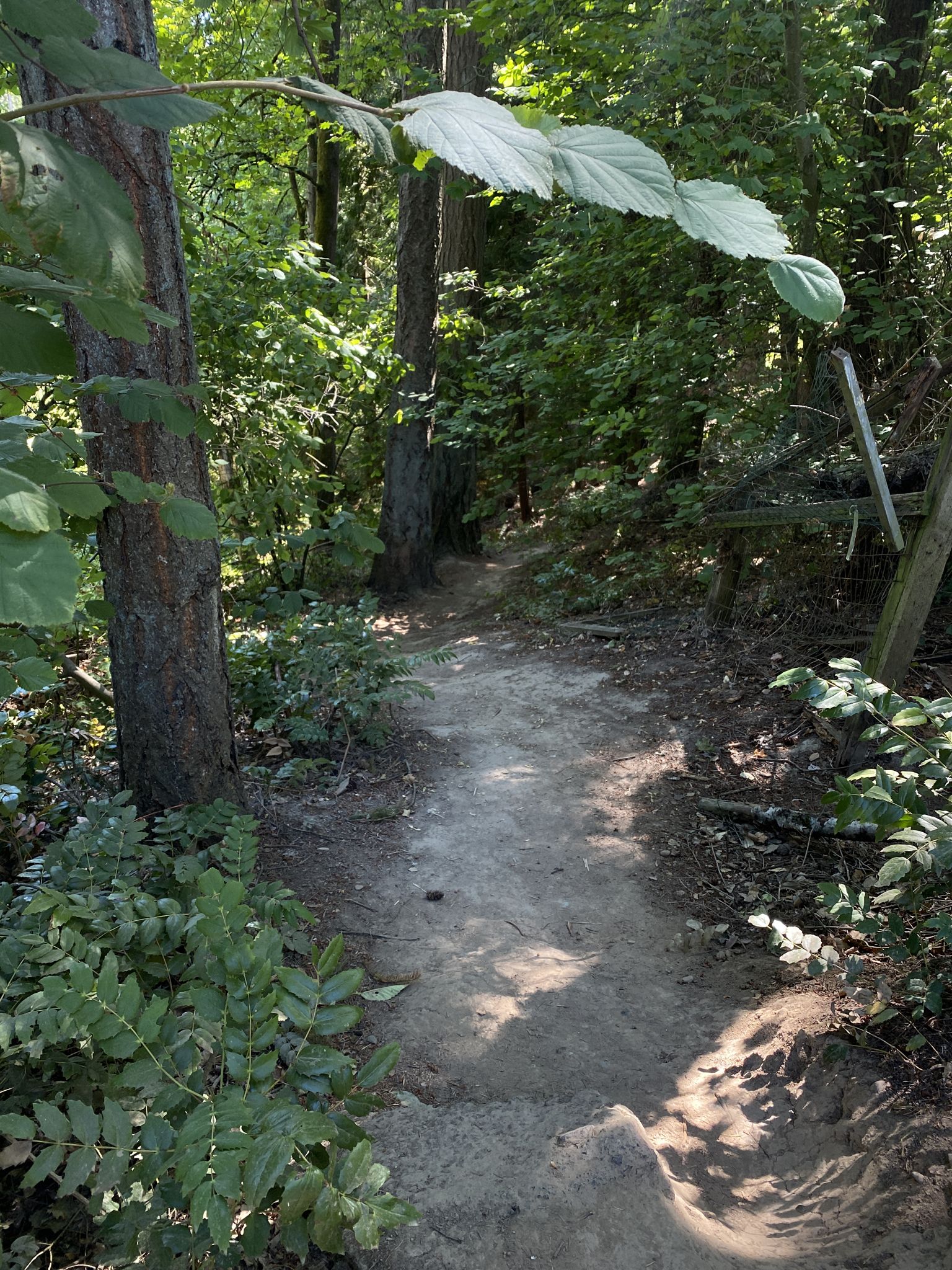 A narrow dirt path winds through a sunlit, green forest. - Cedar Mill Creek Greenway loop from Cedar Mill