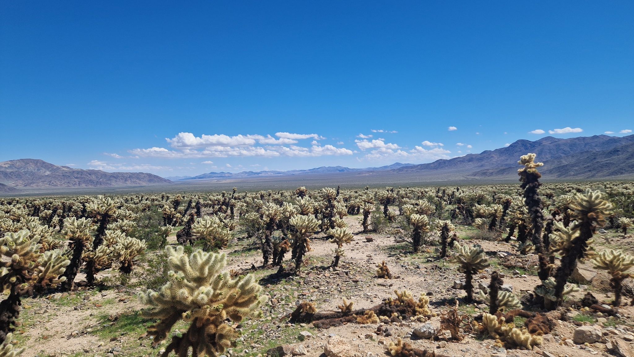 Vast desert field of cholla cacti under a clear blue sky and distant mountains. - Cholla Cactus Garden Nature Trail