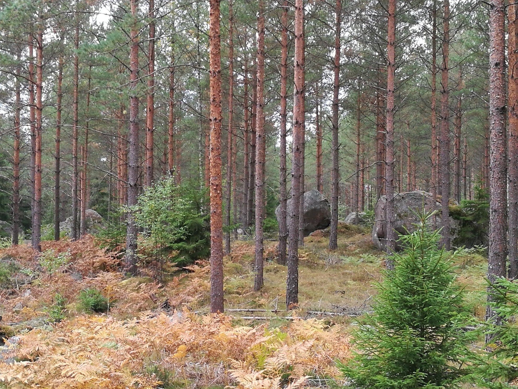 Felsen