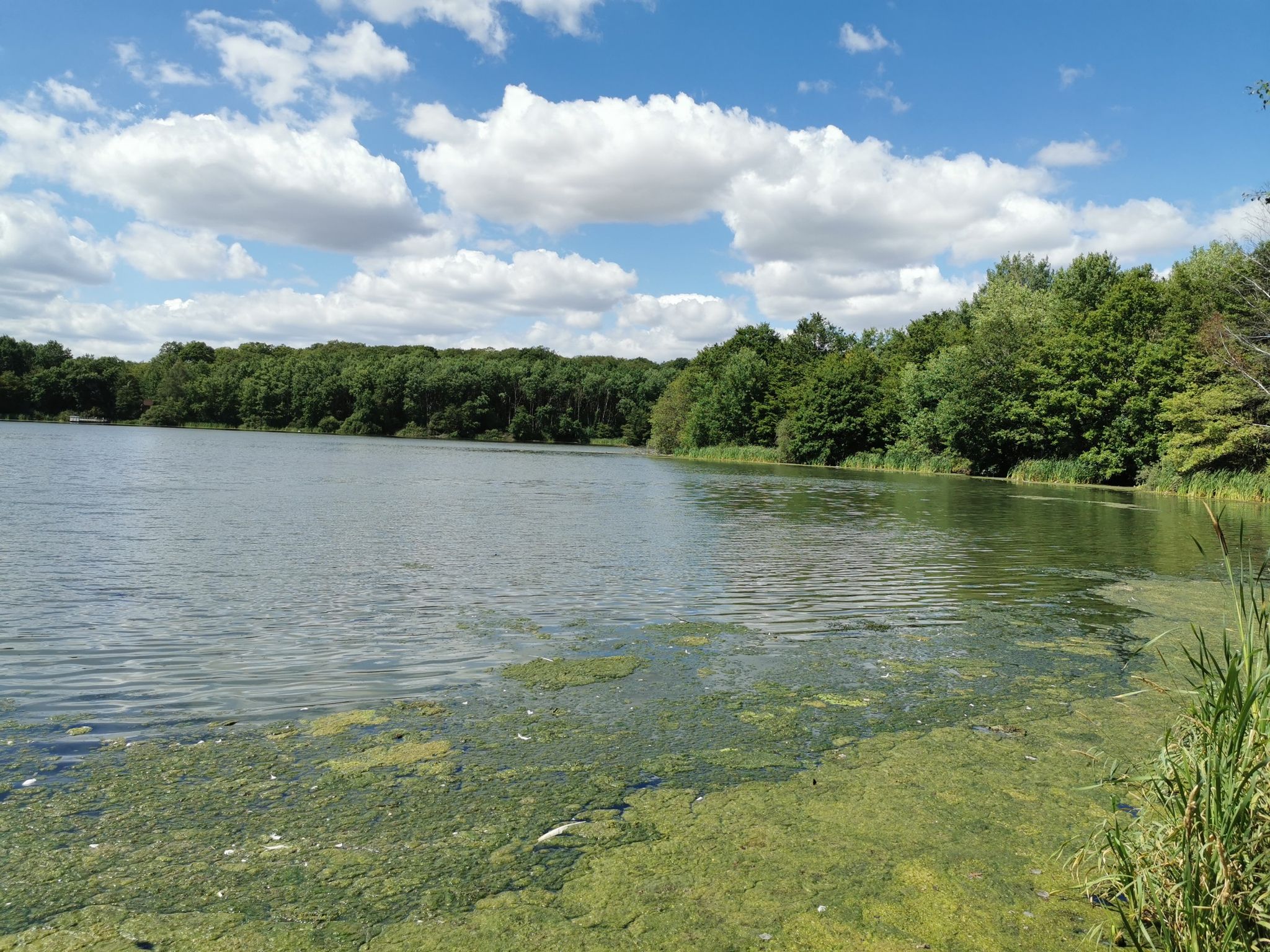 lac