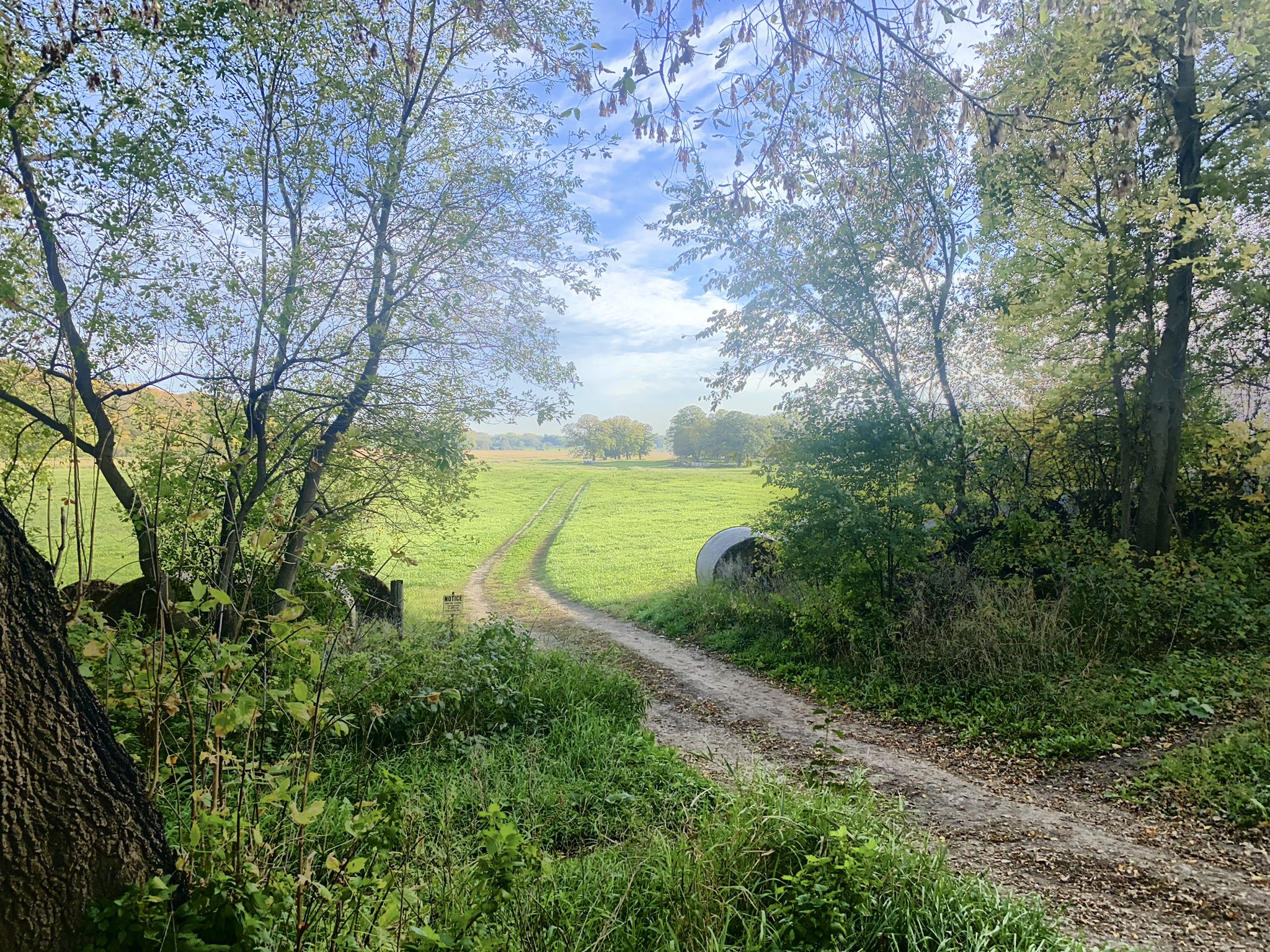 Dirt path winding through trees into a bright green field. - Bederwood Park – Ox Yoke Inn loop from 12 Av N