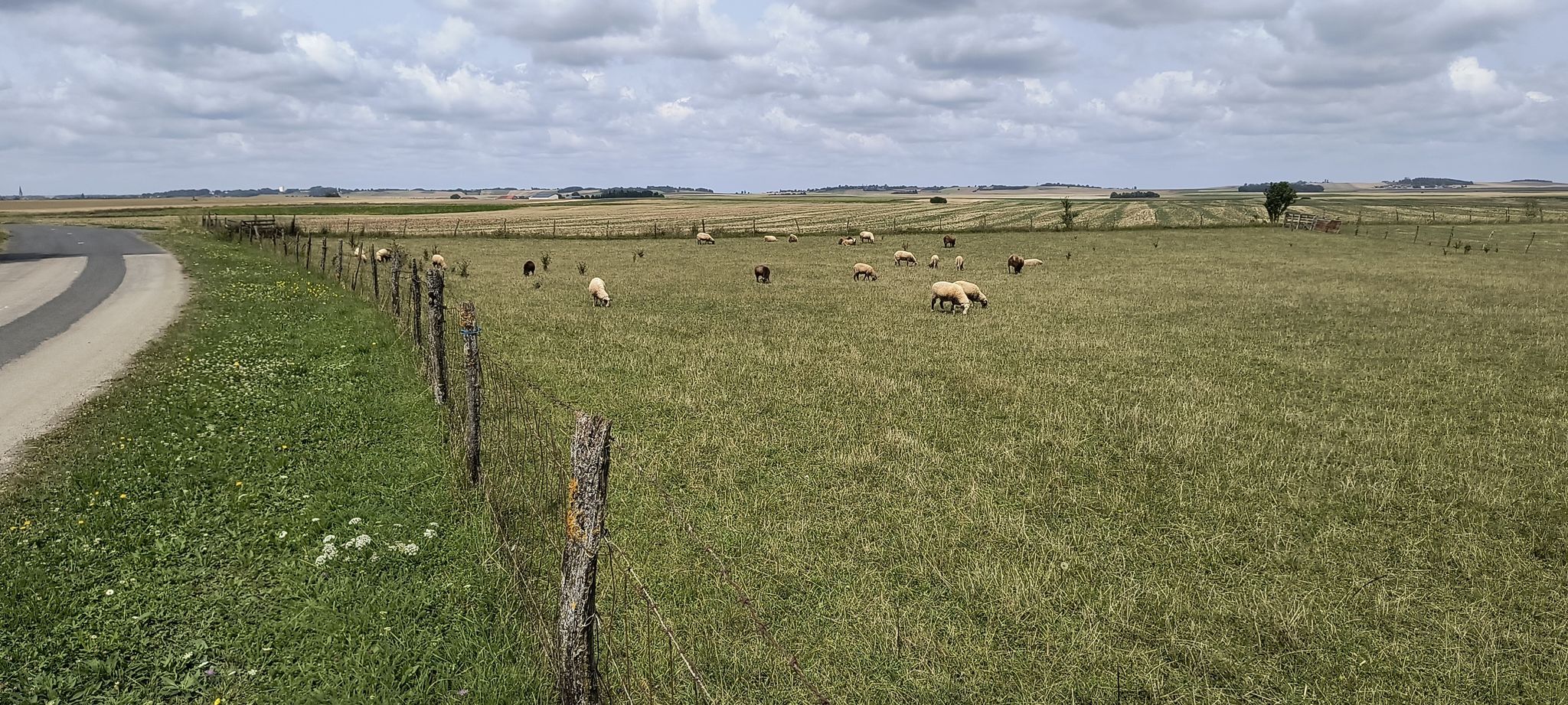 Gironville Sheep