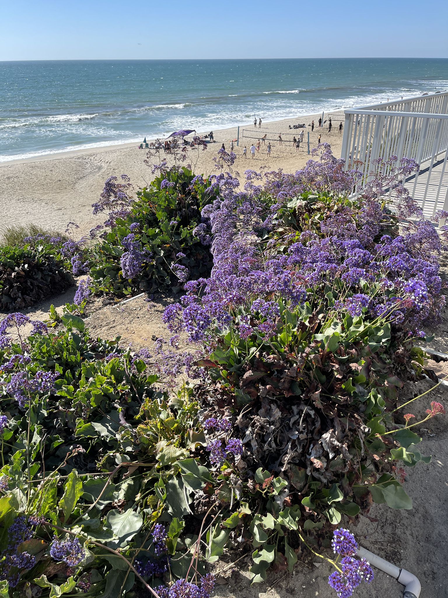 Bright purple flowers in the foreground overlooking a sunny beach and ocean. - Tamarack Beach