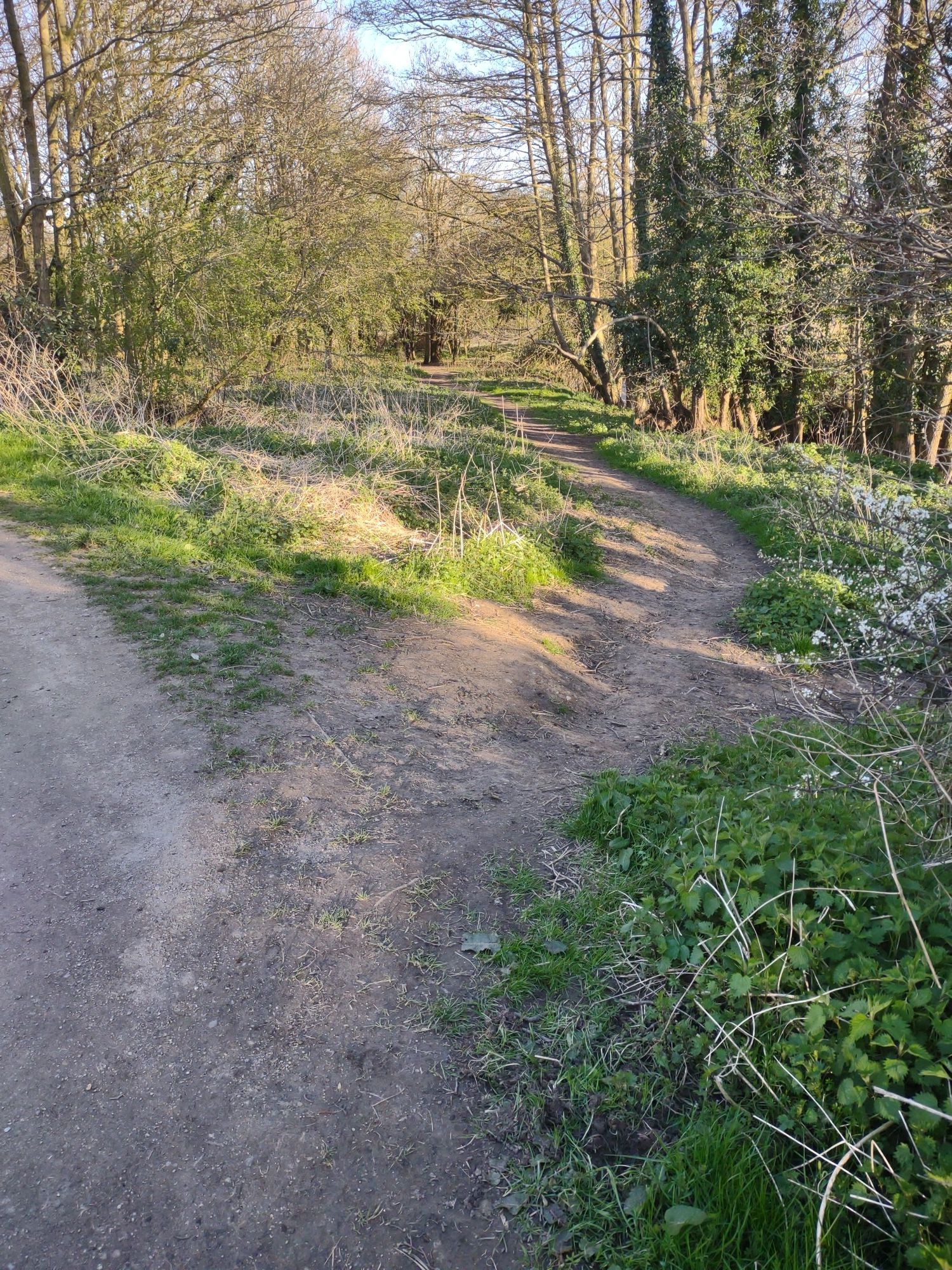 woodland detour