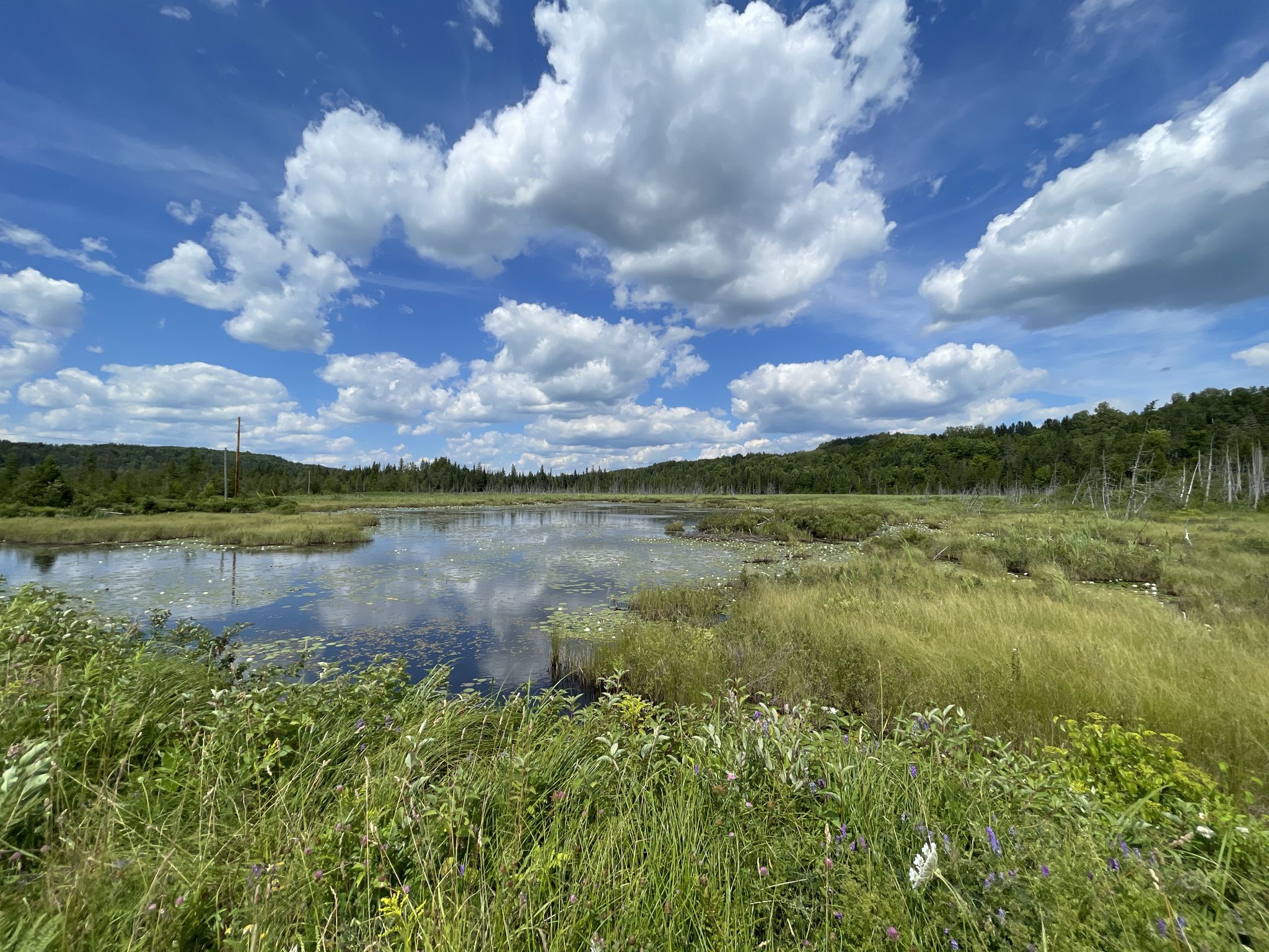 A wetland with still water, tall grass, distant trees, and a cloudy blue sky. - Public Access Tools and Pump – Wonderful Lamoille Rail Trail loop from Coits Pond