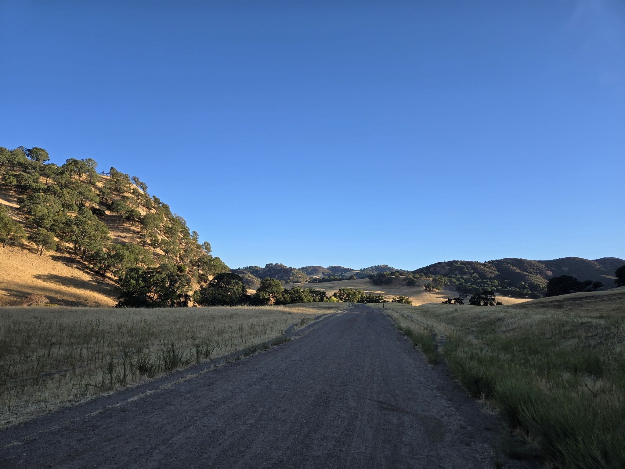 Dirt road through golden hillsides with scattered trees under a clear blue sky. - Star Mine Trail