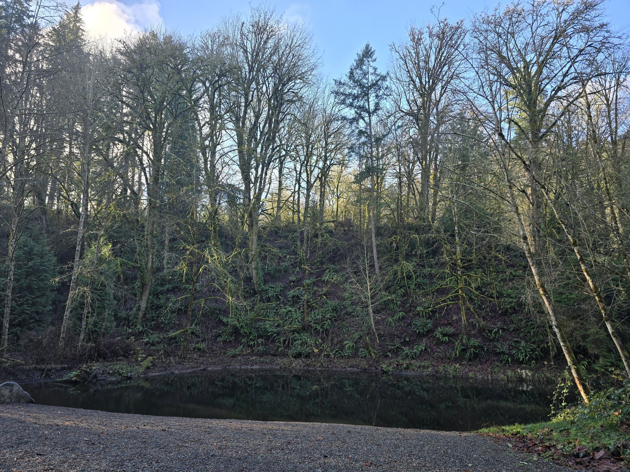 Tall forest trees overlooking a dark body of water and gravel shore. - Coal Creek and Primerose Loop – Coal Creek Natura Area