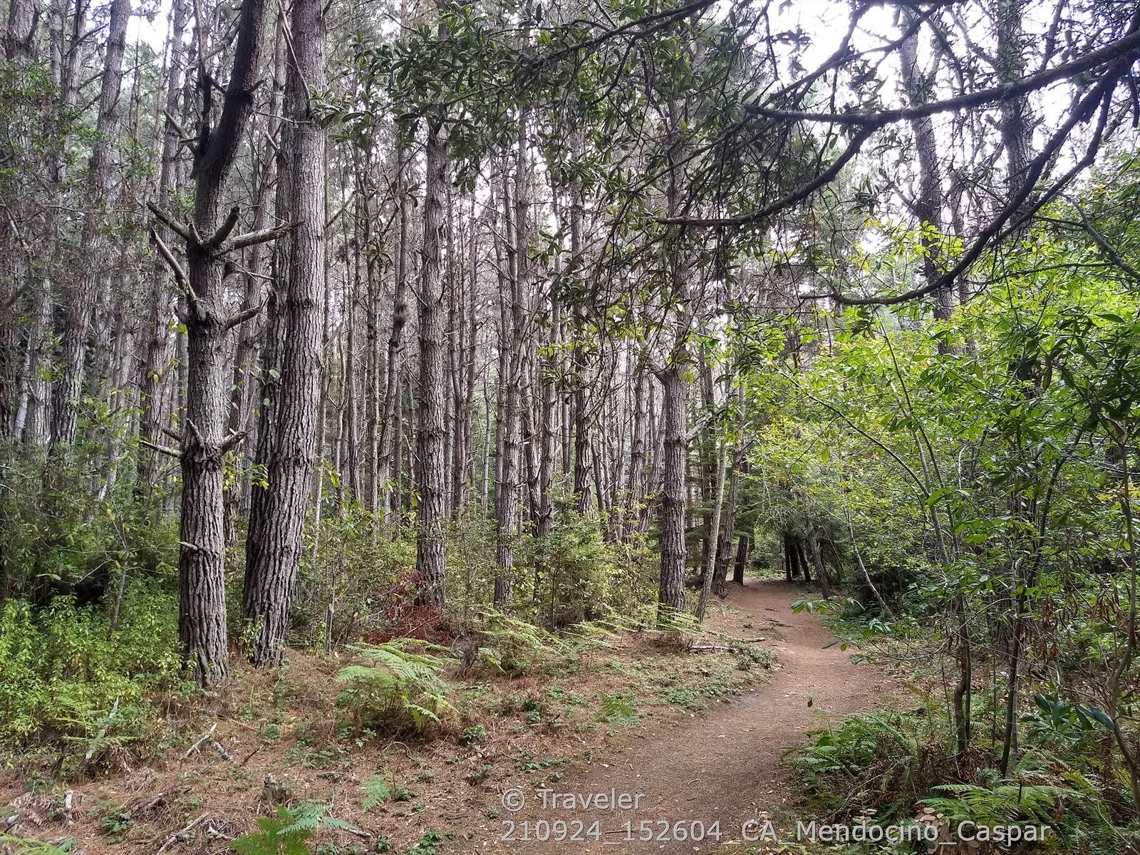 Narrow dirt path winding through a dense forest of tall trees. - Ecological Staircase Trail