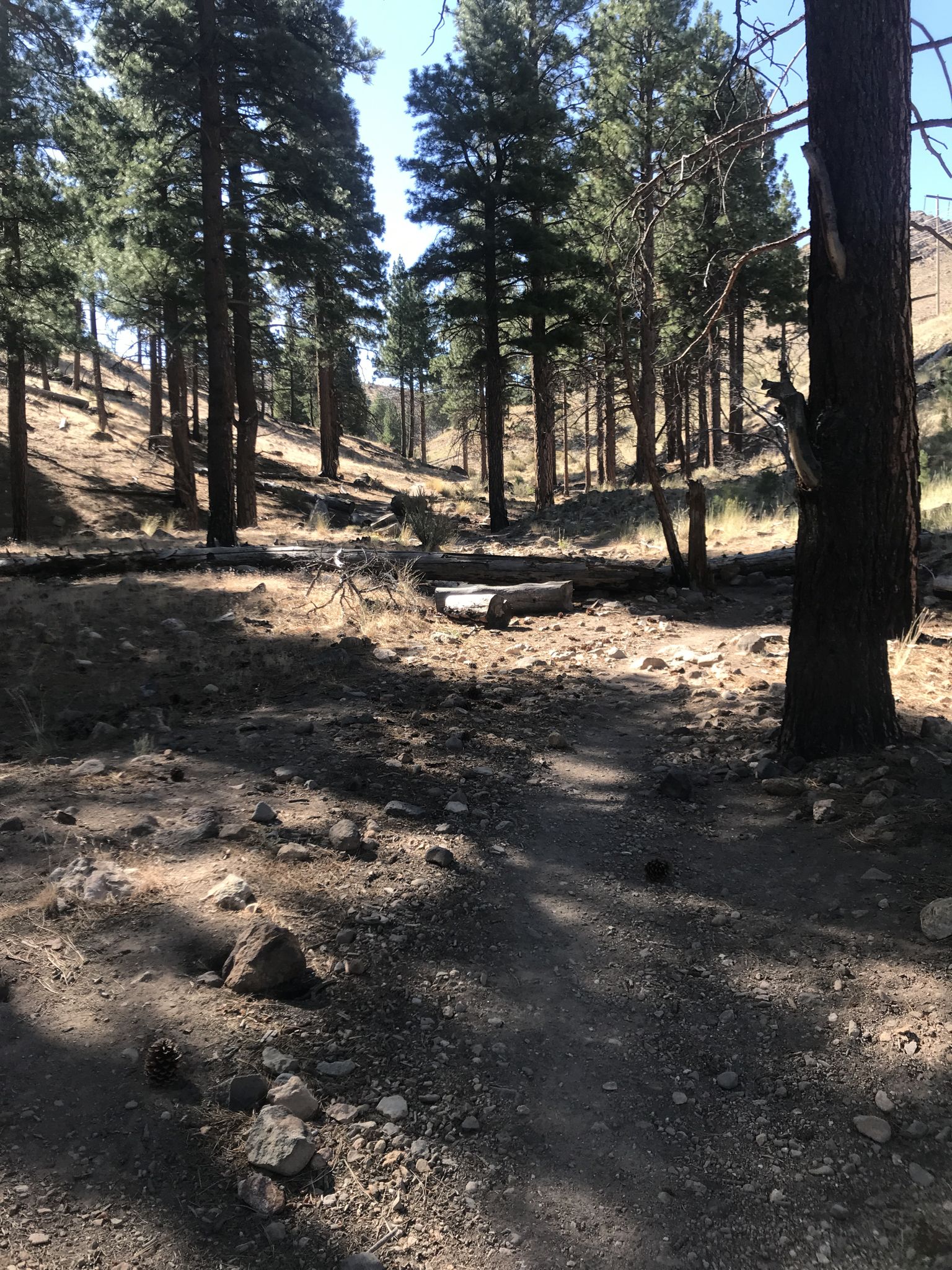 Sunny dirt path winding through a pine forest with rocky ground. - Cross Peak Summit View loop from Caughlin Ranch