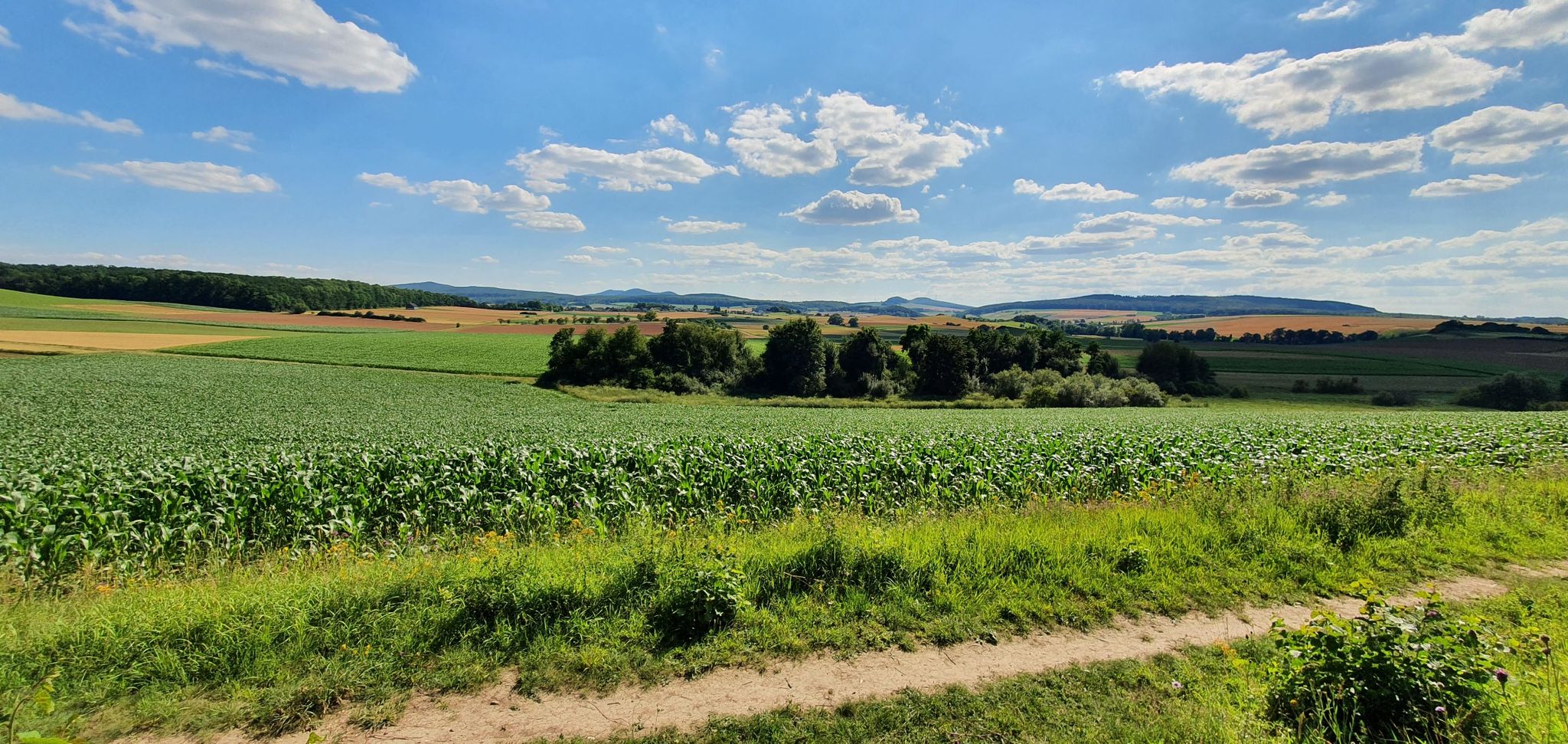 Niedermeiser