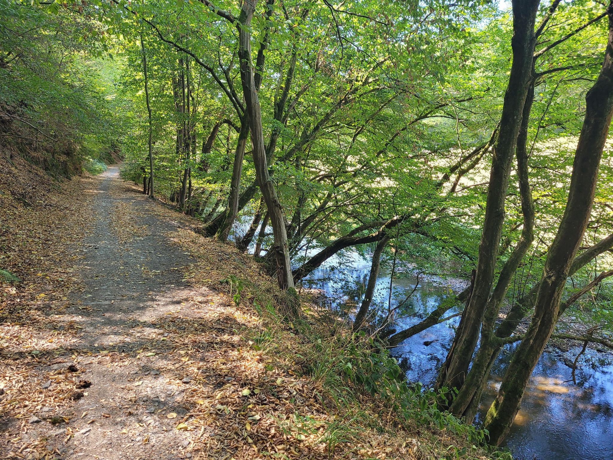 Weg entlang der Wied