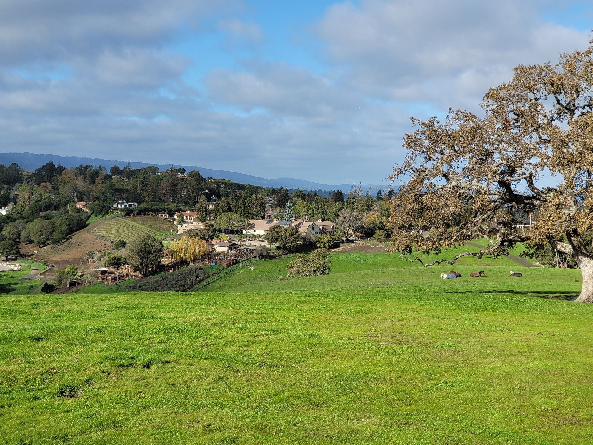 Sunny green field with a large oak tree and distant hills with houses. - Broken House Path, Deer Creek Trail, and Los Altos Loop