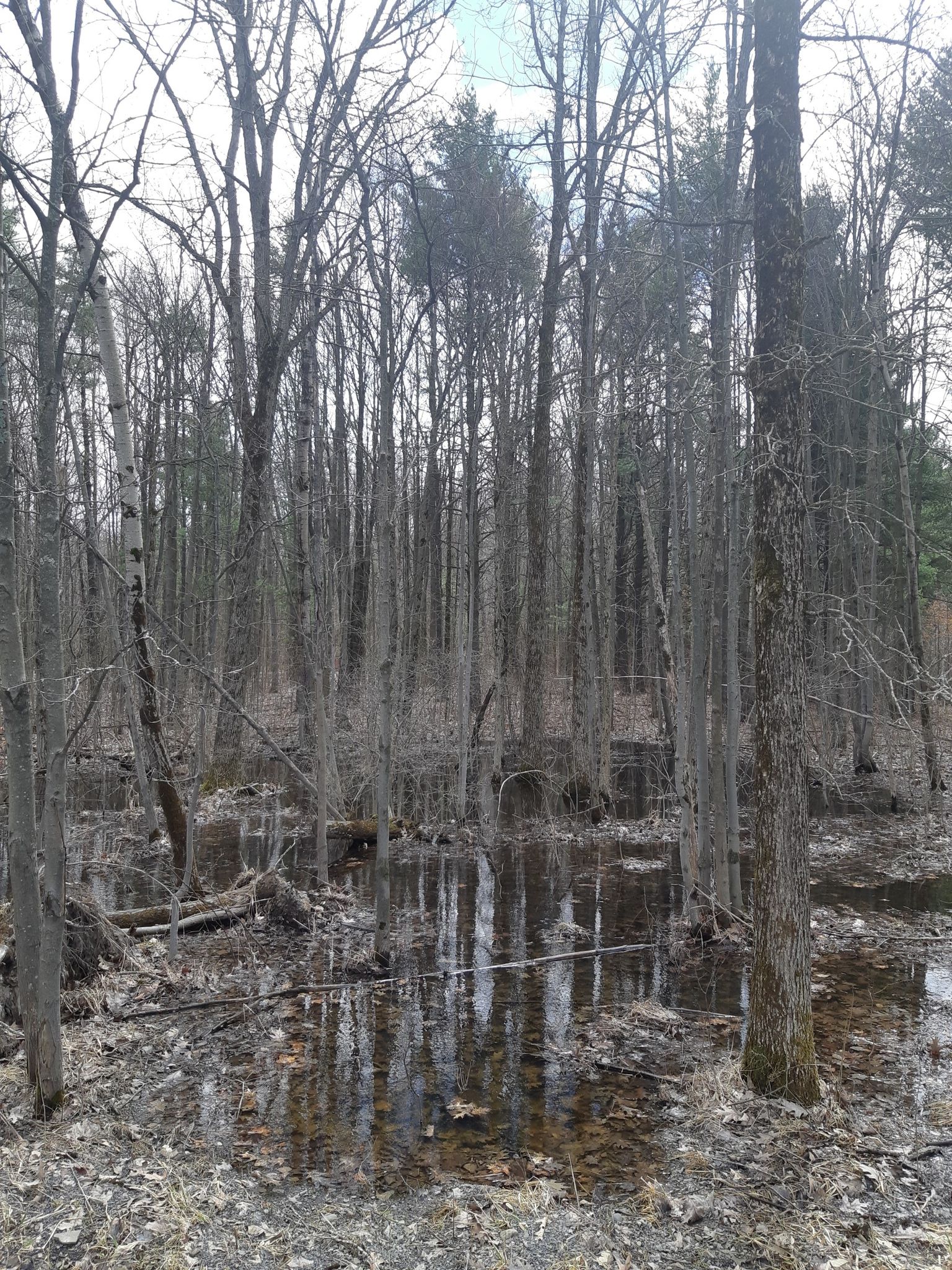 A dense forest of bare trees with standing water reflecting the trunks. - Bike loop from Ballard Pond