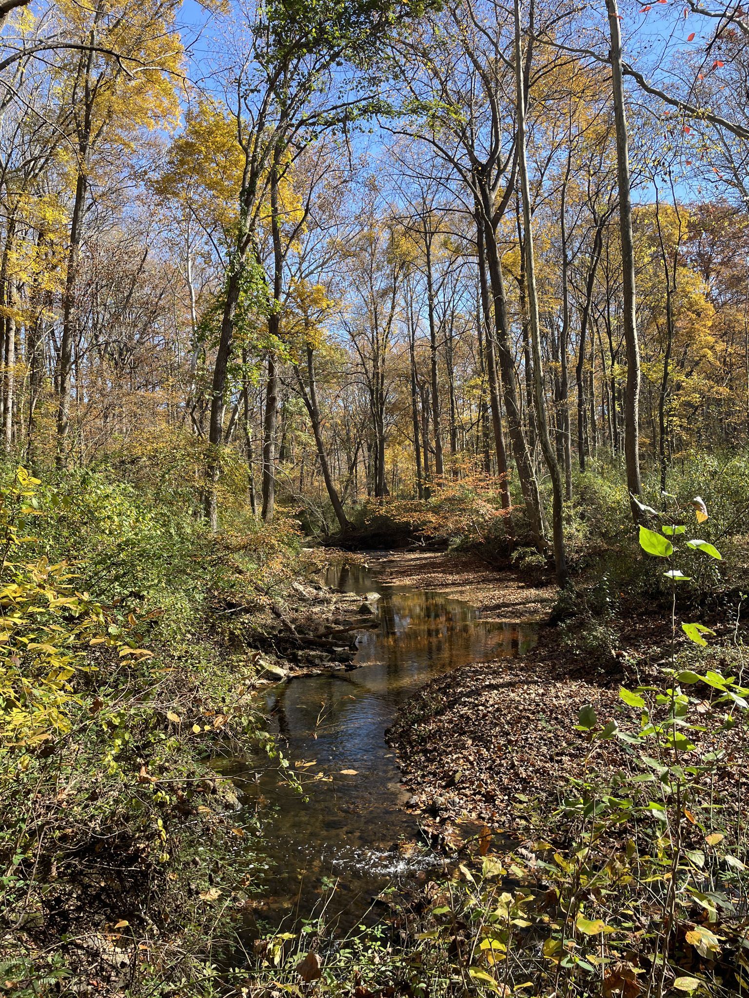 A sunlit stream flows through a vibrant autumn forest with colorful trees. - Wildlife Loop and South Wind Trail Loop