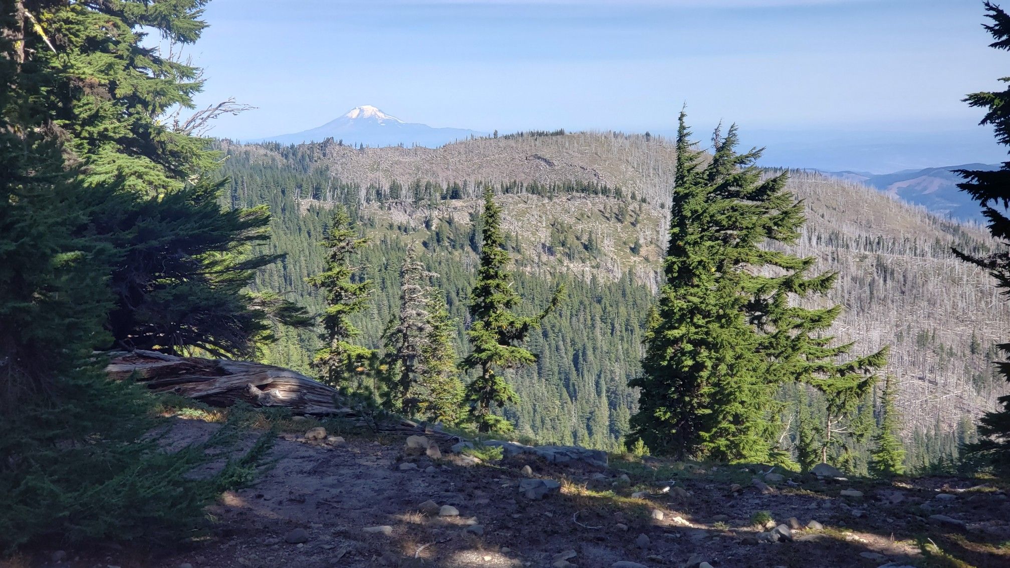 Distant snow-capped mountain peak above a vast evergreen forest on a sunny day. - Gnarl Ridge and Elk Meadows Loop