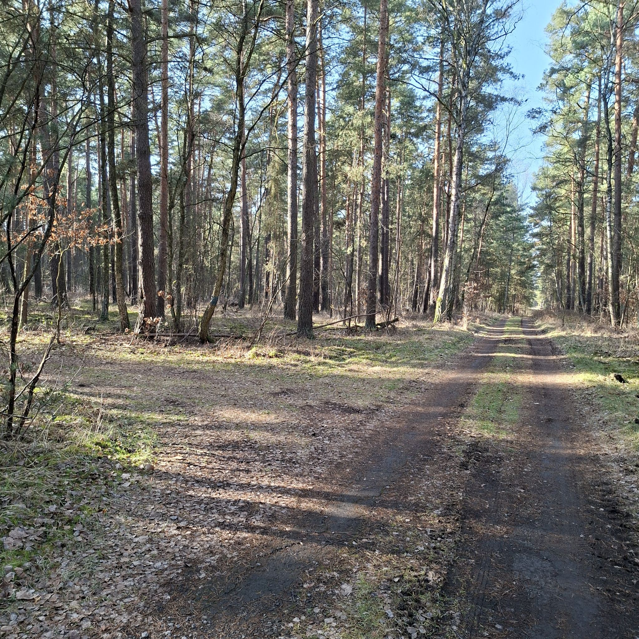 Hier links abbiegen Richtung Waldlichtung Blenne.