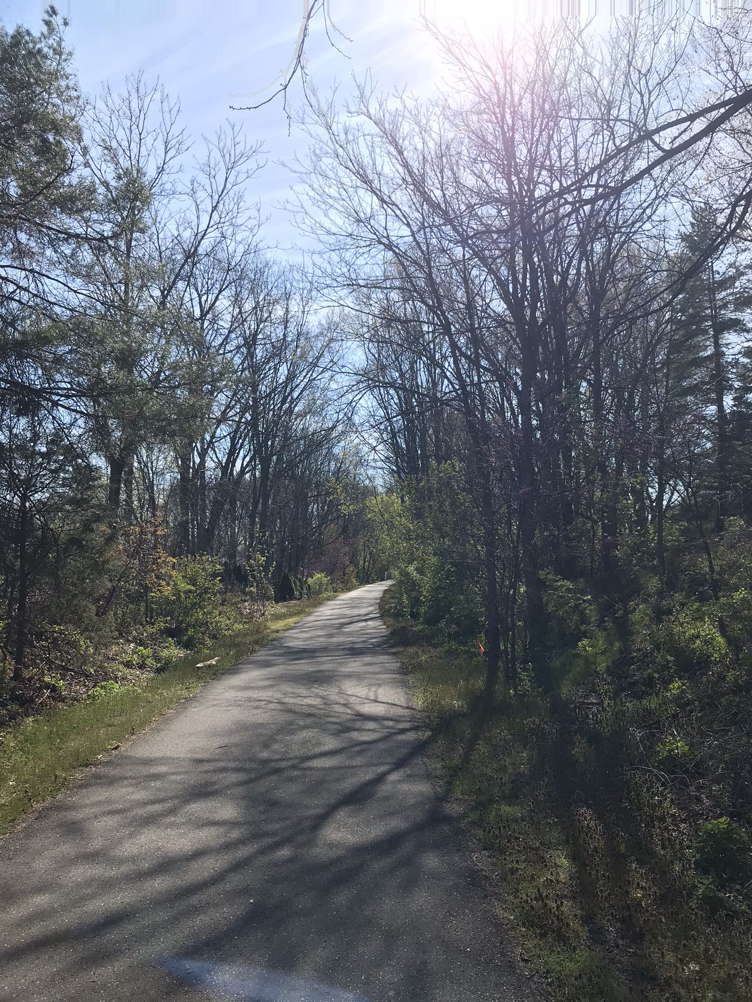 A sunlit path winds through a forest of bare and evergreen trees. - Twin Lake loop from Washington Charter Township