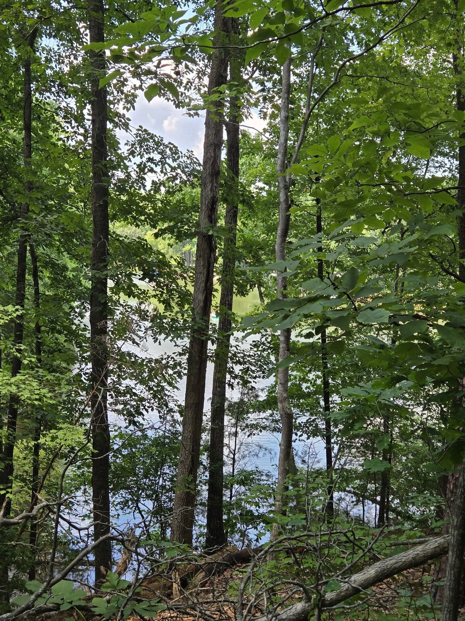 Dense green forest with glimpses of calm water visible through the tree trunks. - Shady Hollow and Cove Trail Loop