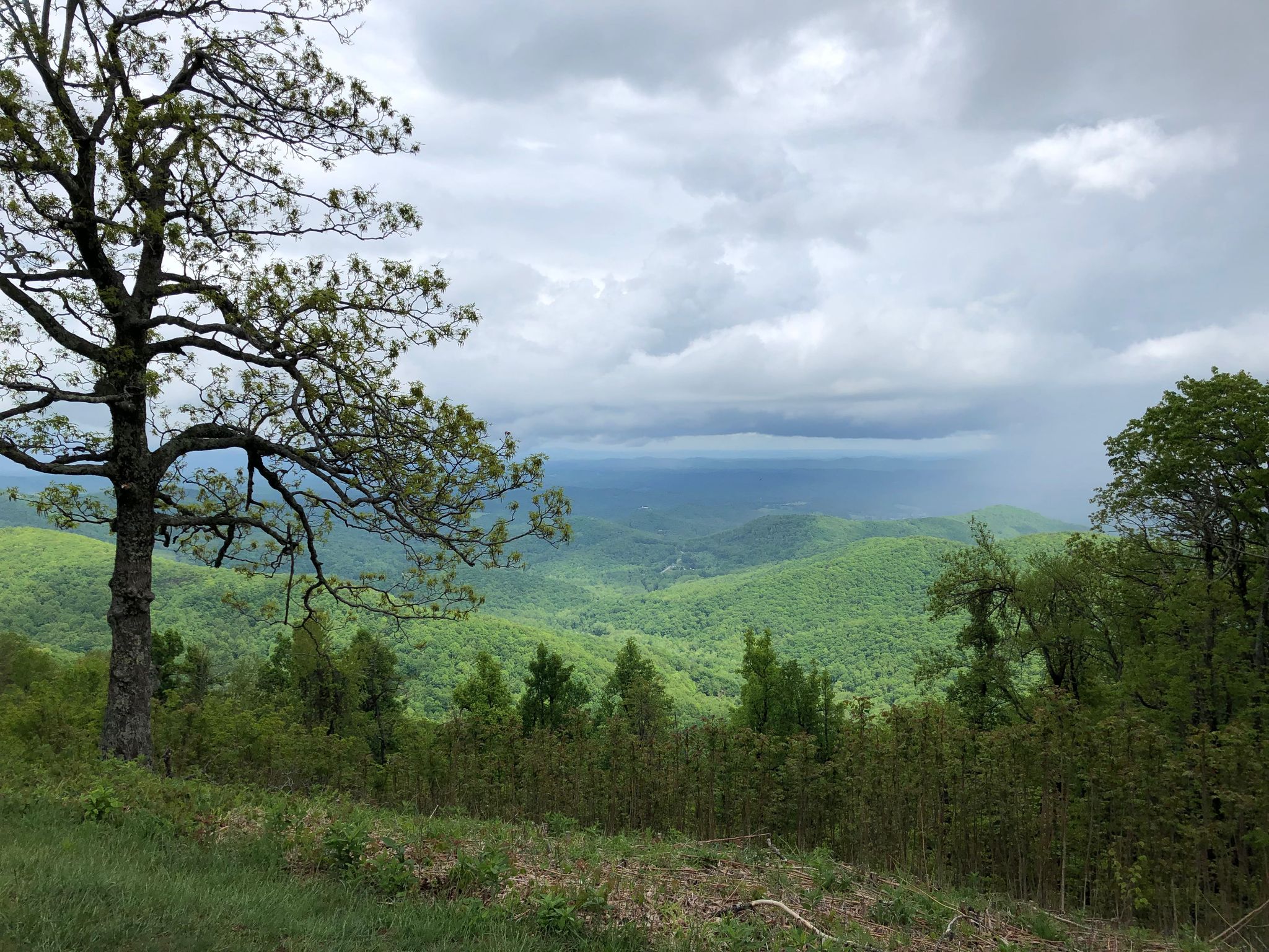 Overcast sky above lush green mountains with a large tree in the foreground. - Rocky Knob Recreation Area & Campground loop