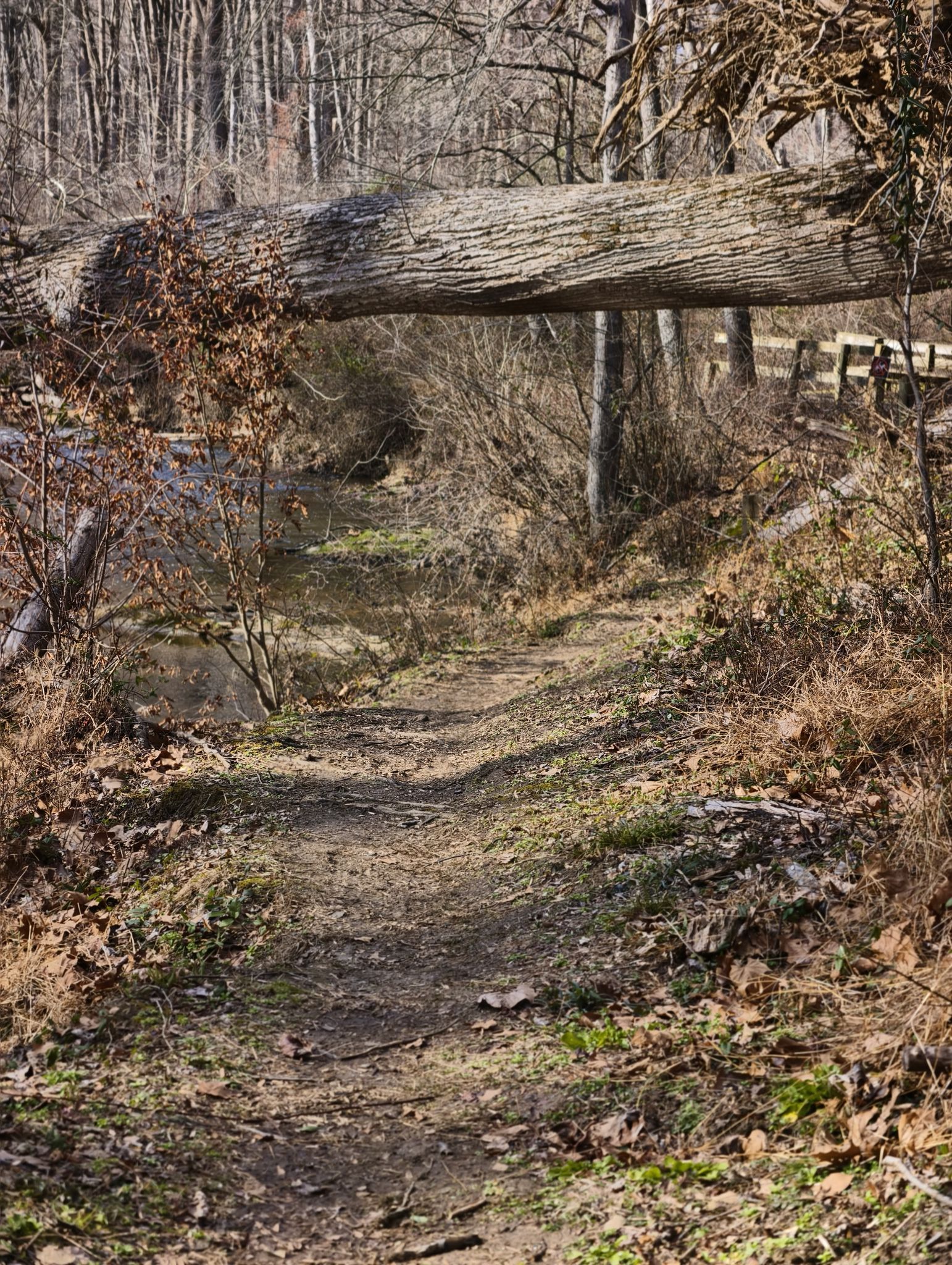 A large fallen log spans over a sunlit dirt path in a bare forest. - Sweet Air Loop