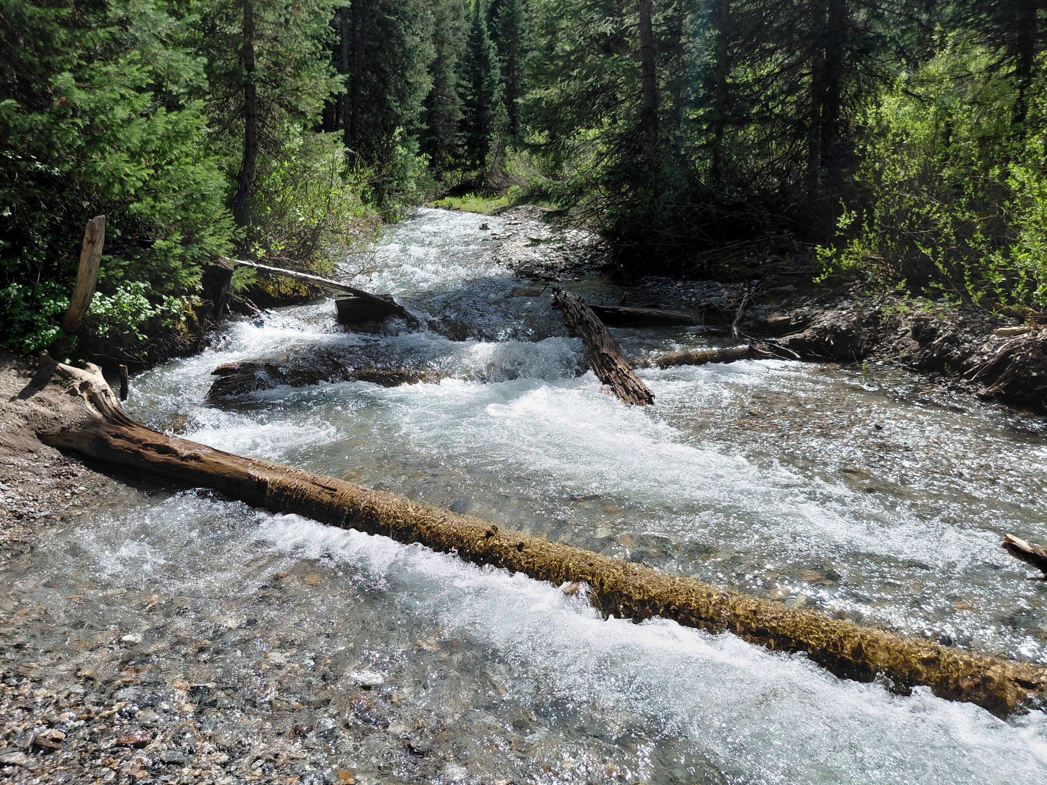 Fast-flowing river with fallen logs and green trees on its banks. - Donut Falls Trail