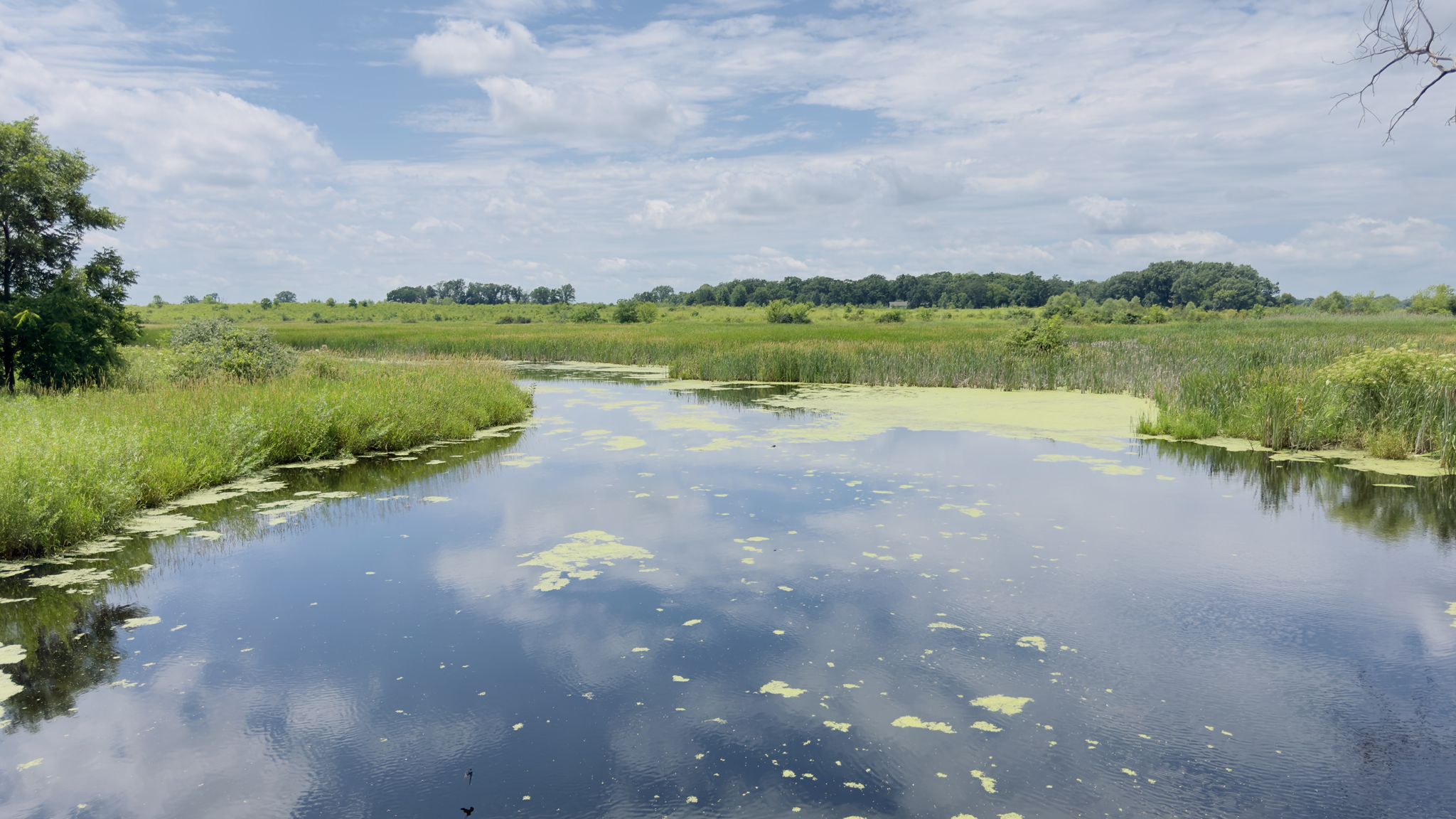 Winding waterway through green marshland, under a bright, partly cloudy sky. - Running loop from Lakewood Forest Preserve
