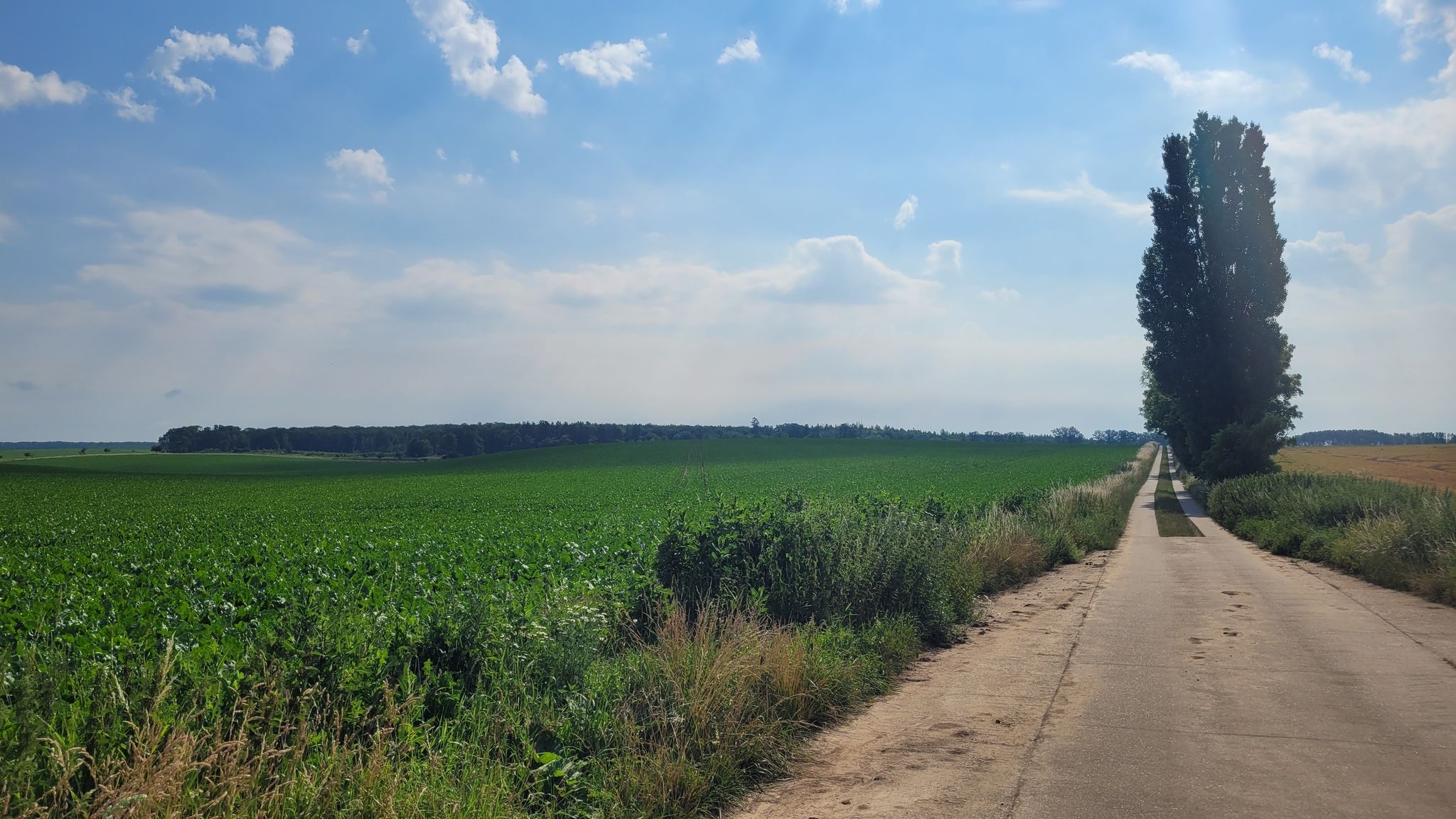 Hohes Holz - später von hinten links am Waldrand lang