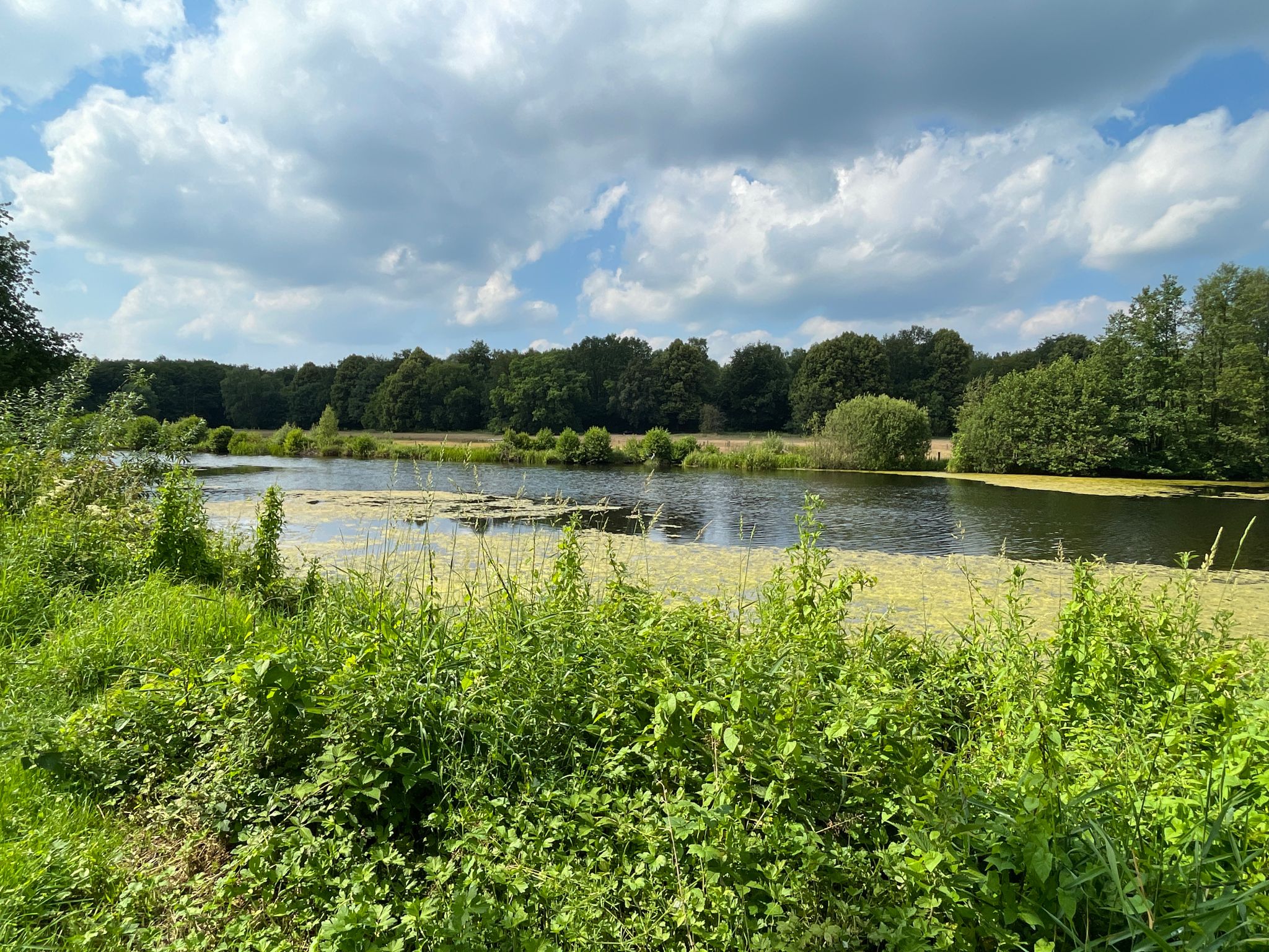 Volksdorfer Teichwiesen / Großer Teich