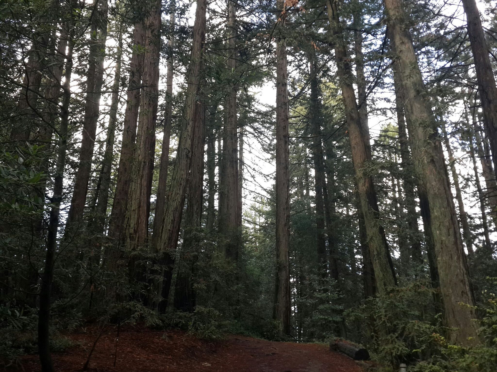 Looking up at the tall, slender trees in a dense, dark forest. - Chabot Space Science Center – Redwood Bowl Picnic Area loop from Canyon