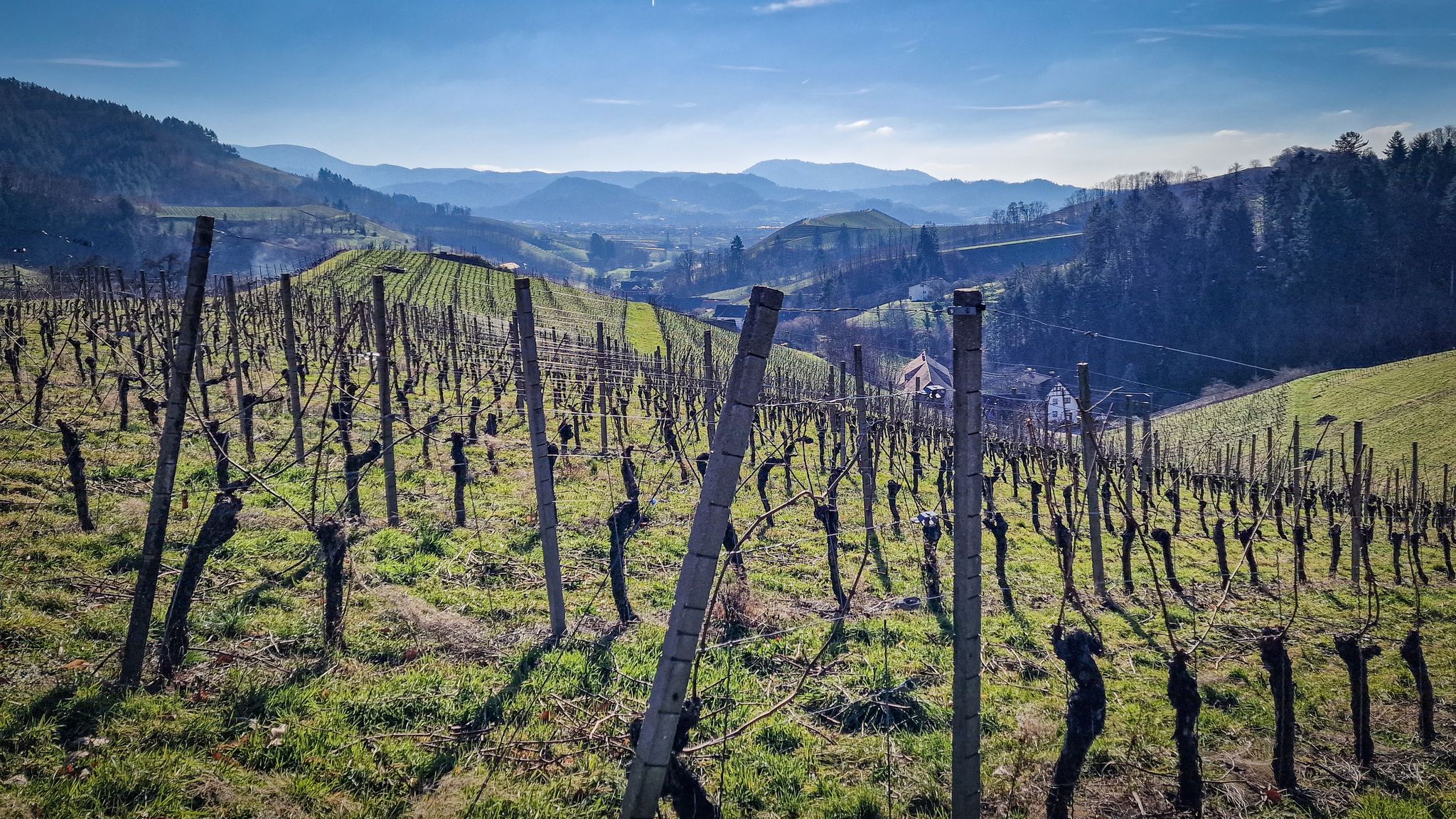 Zwischen Oberberg und Ringelbach