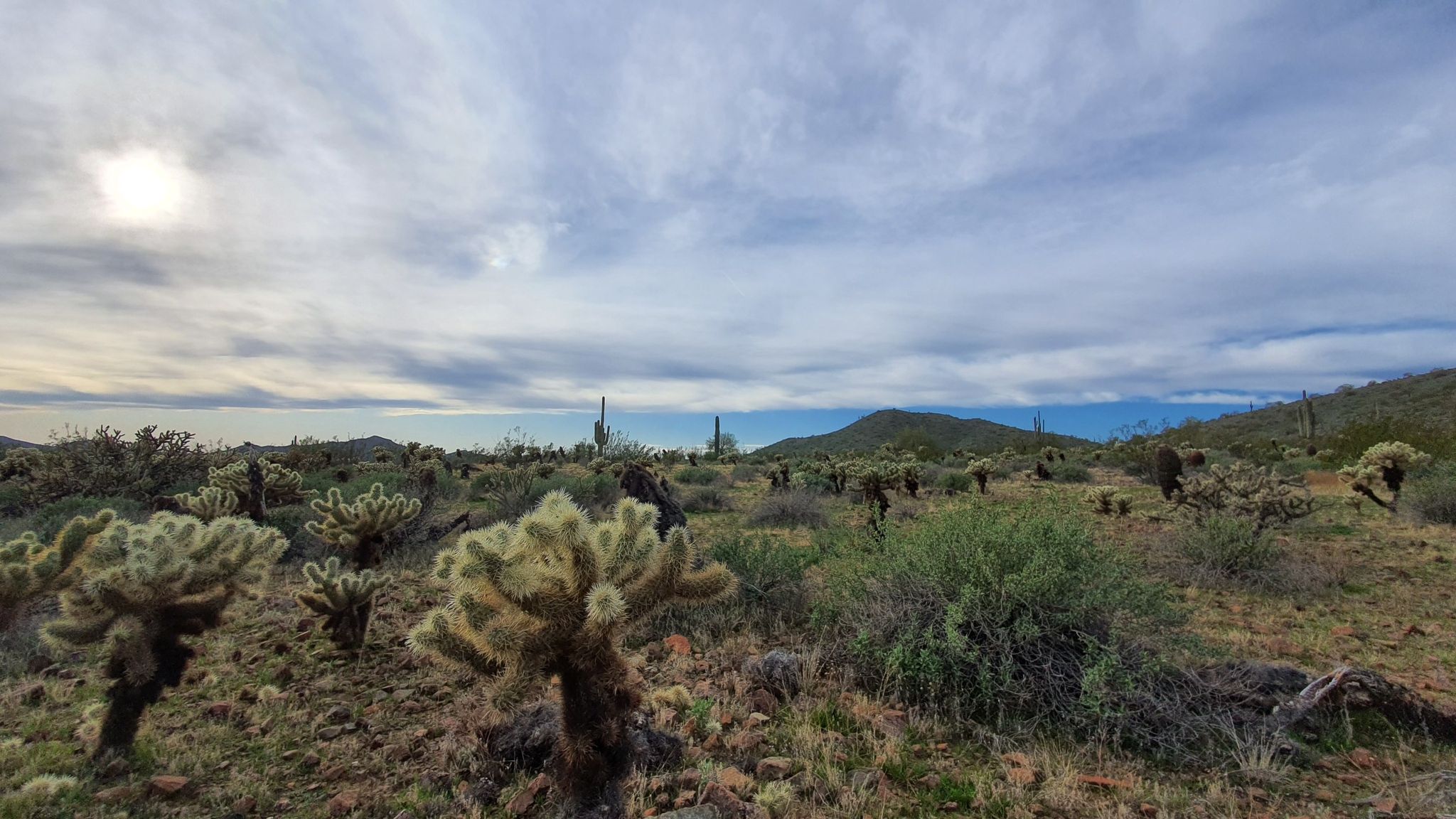 Desert landscape with cholla cacti under a partly cloudy sky. - Bike loop from Horse Trailer Parking