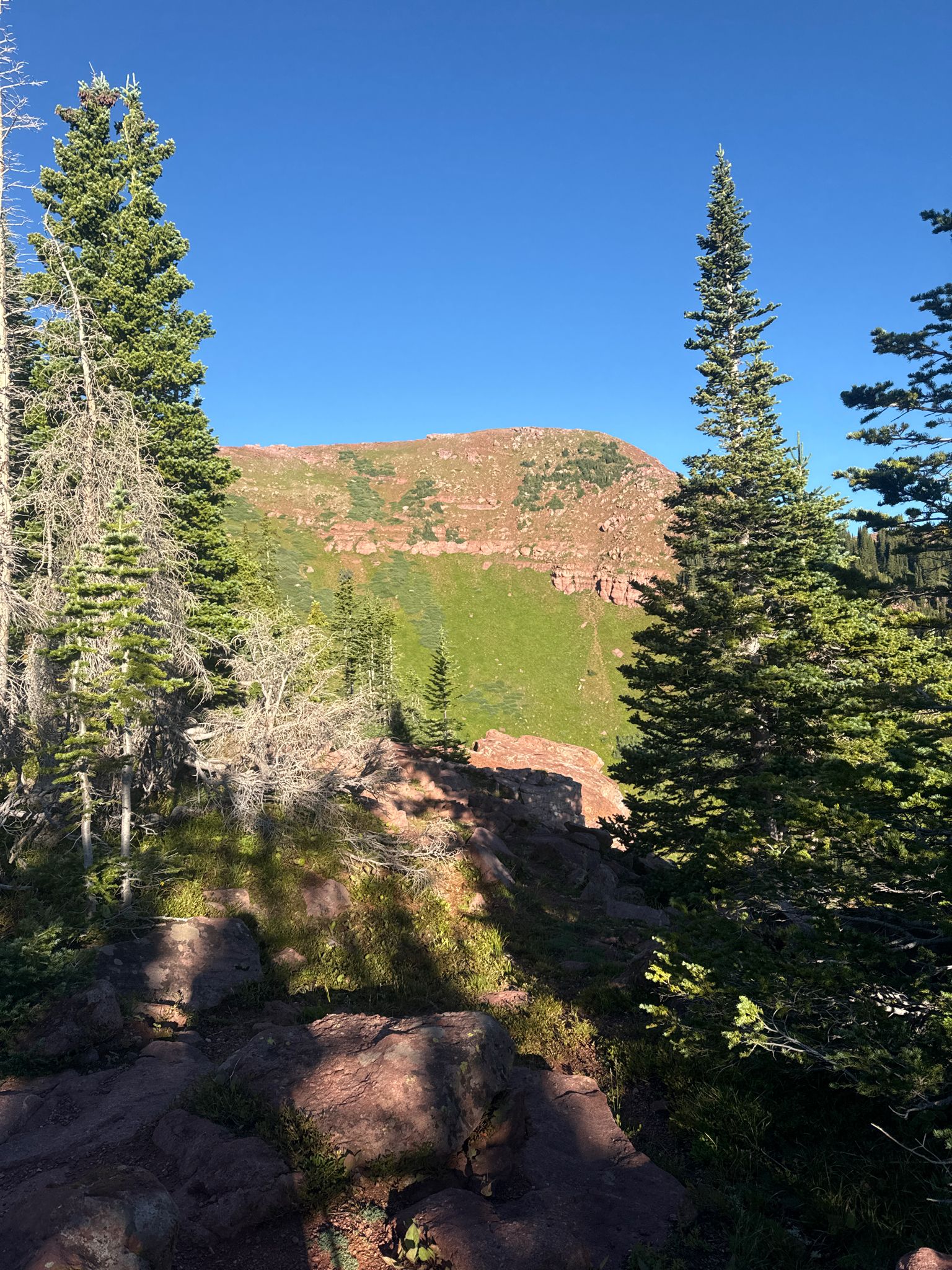 Sunny mountain view framed by tall evergreen trees and rocky foreground. - Hell Roaring Trail