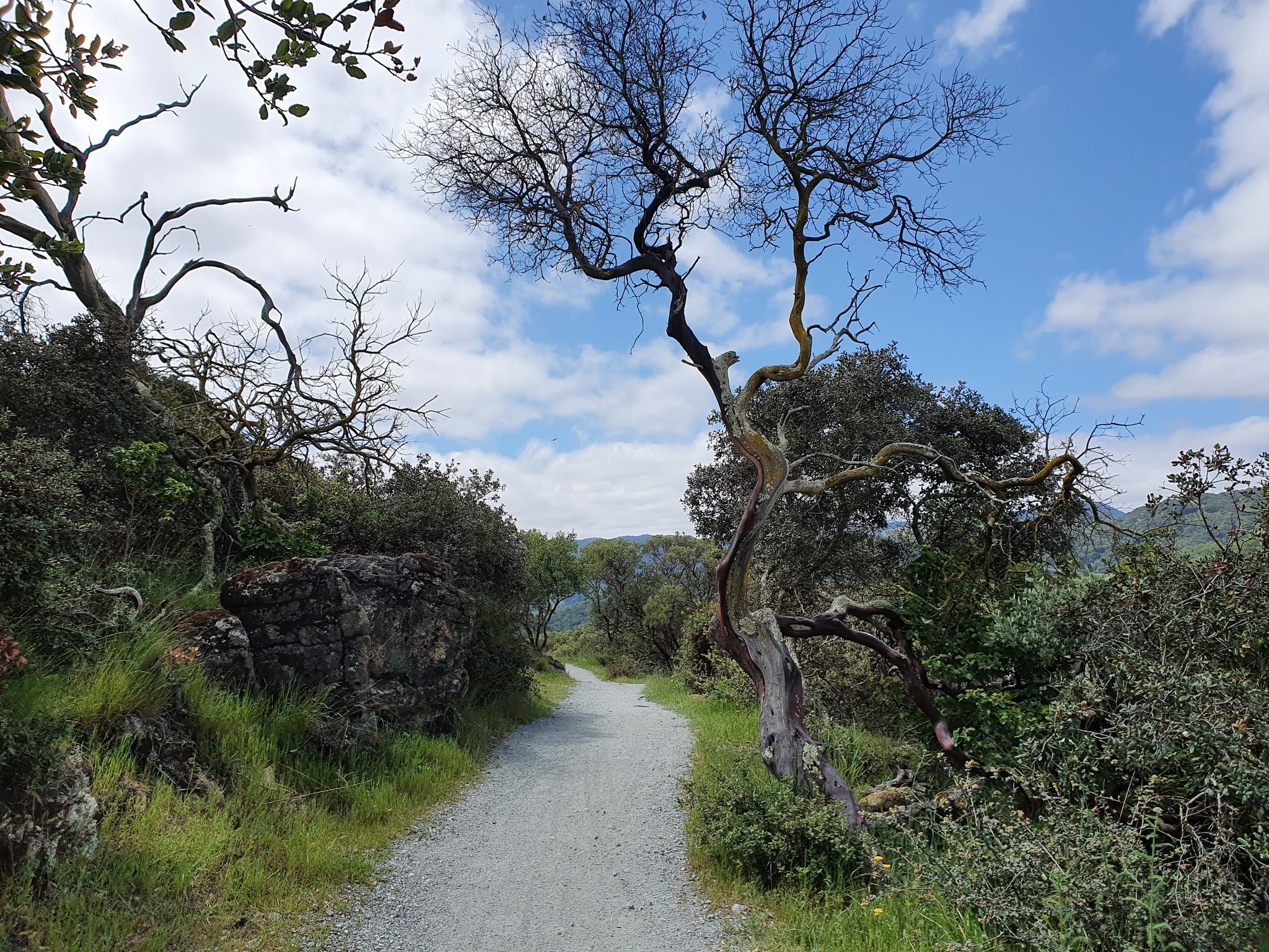 A winding gravel path bordered by gnarled trees and green bushes. - Lisa's Lookout via Lisa Killough Trail